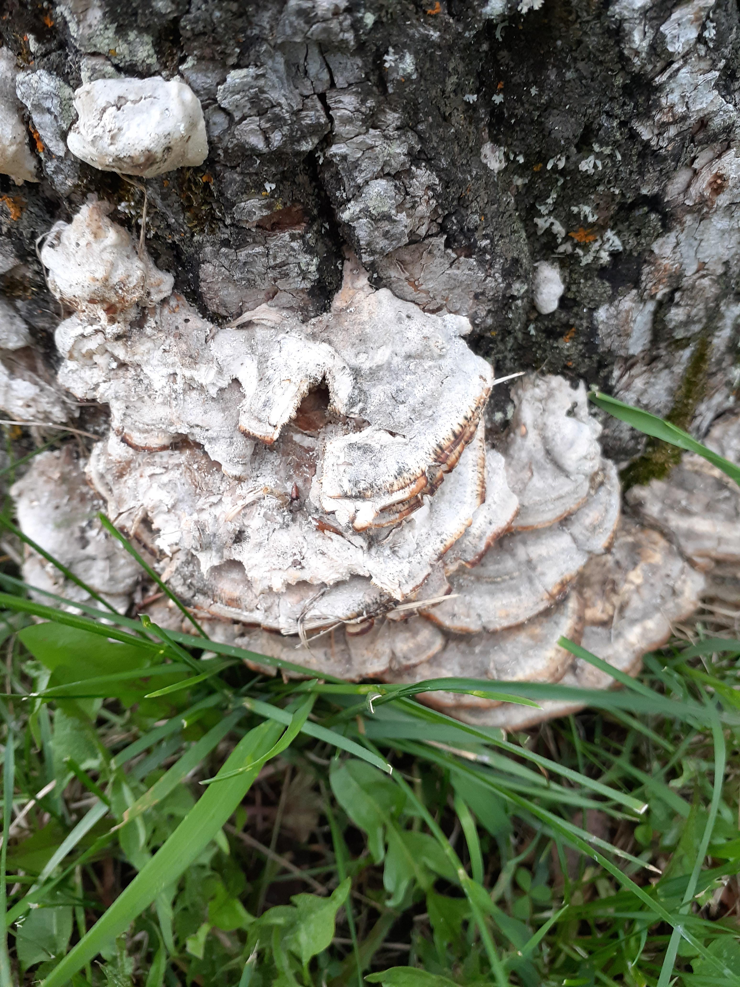 ID request. Polypore shelf mushroom growing on dead hardwood, central