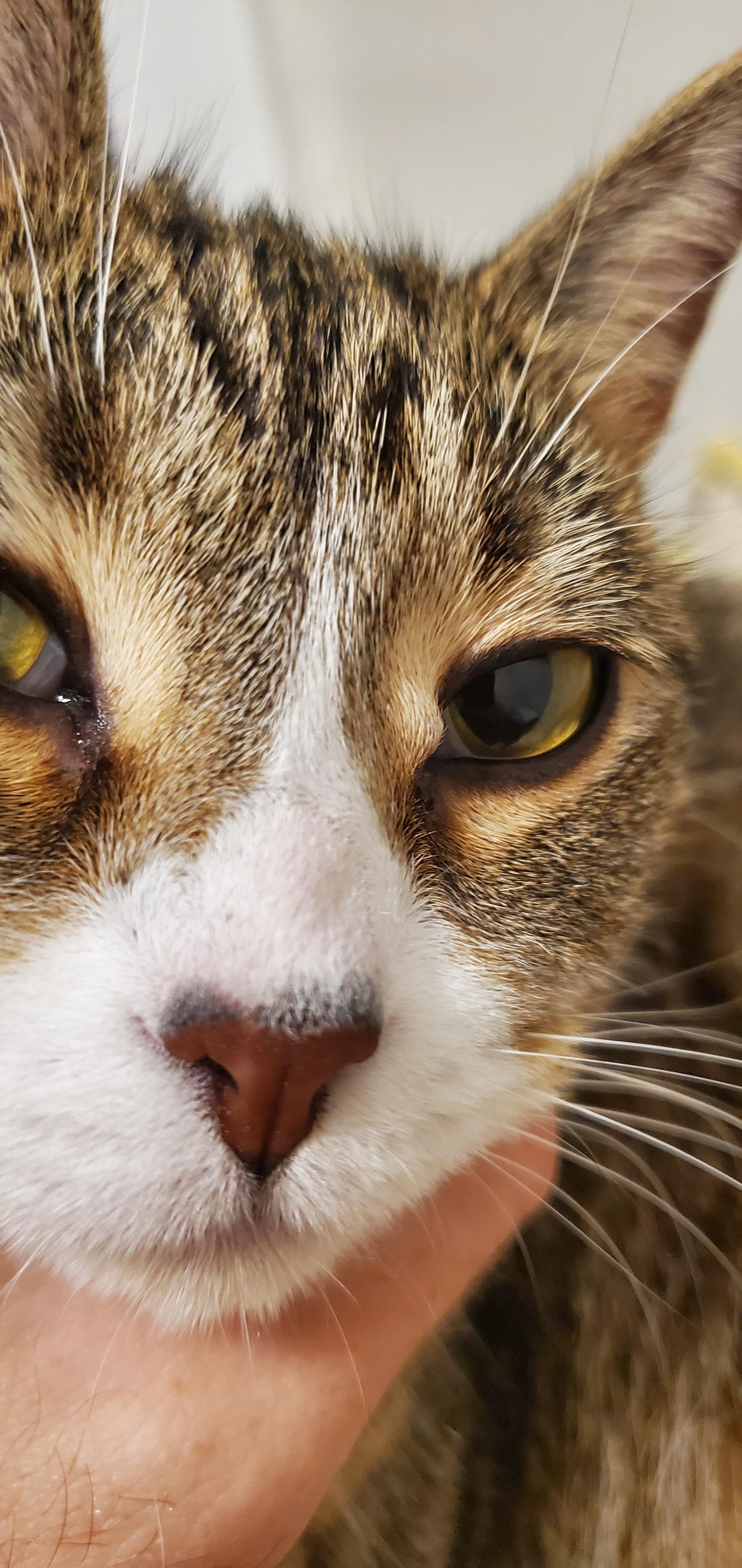 What is this lump by my cat's eye? r/vet