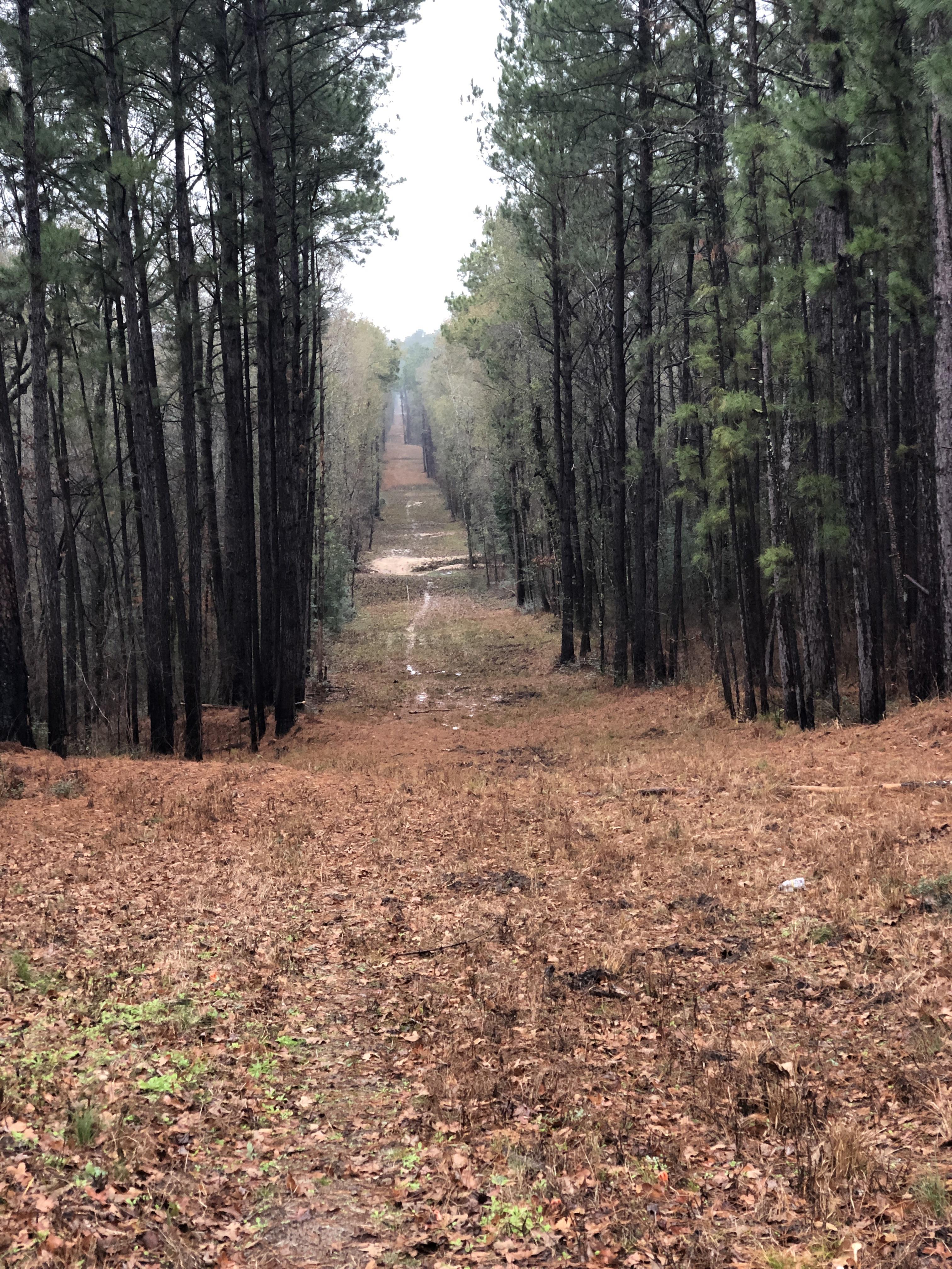 Shooting Lane Sam Houston National Forest Hunting
