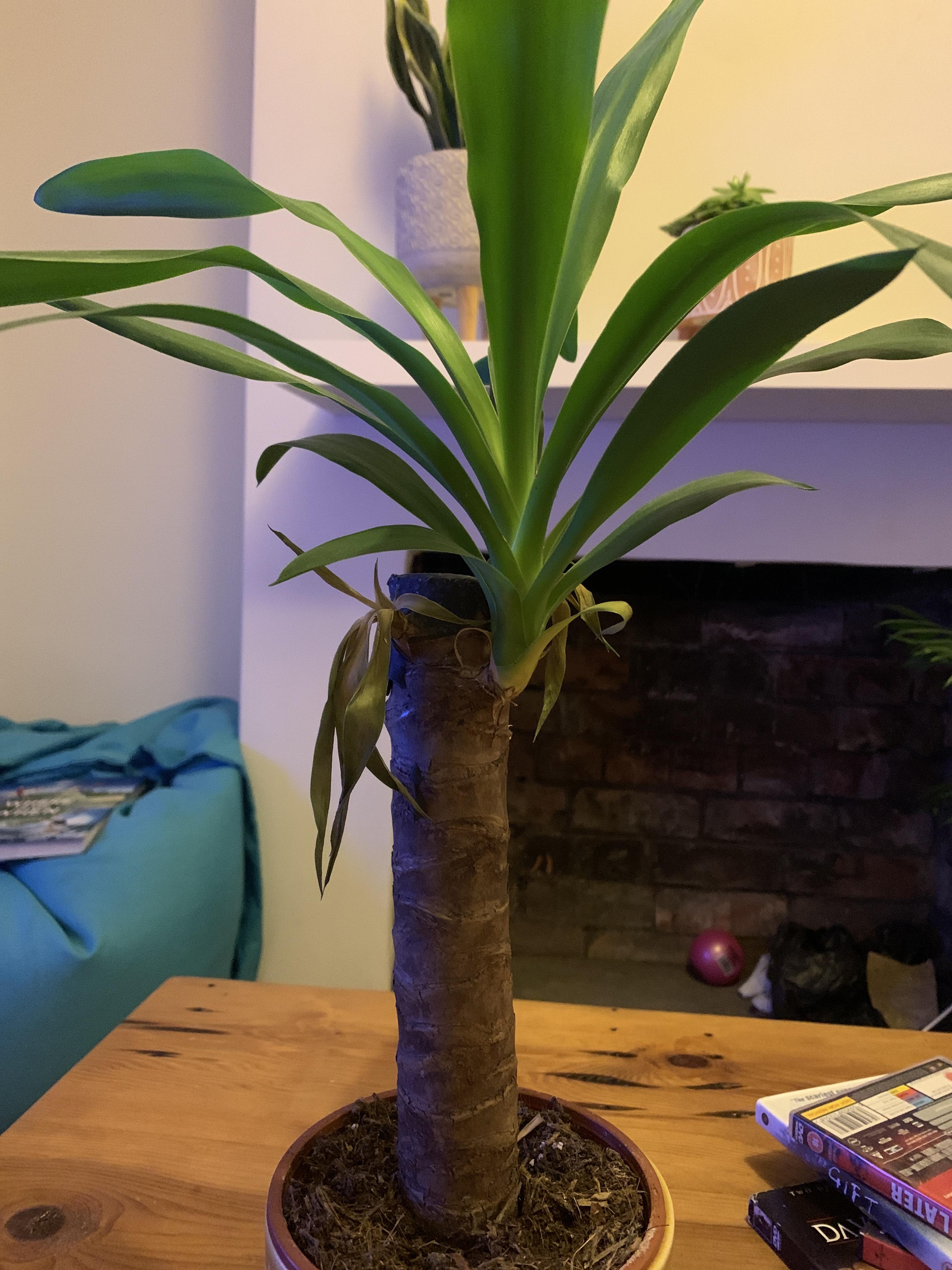 Spineless Yucca Leaves going brown and drying out. Usually an easy