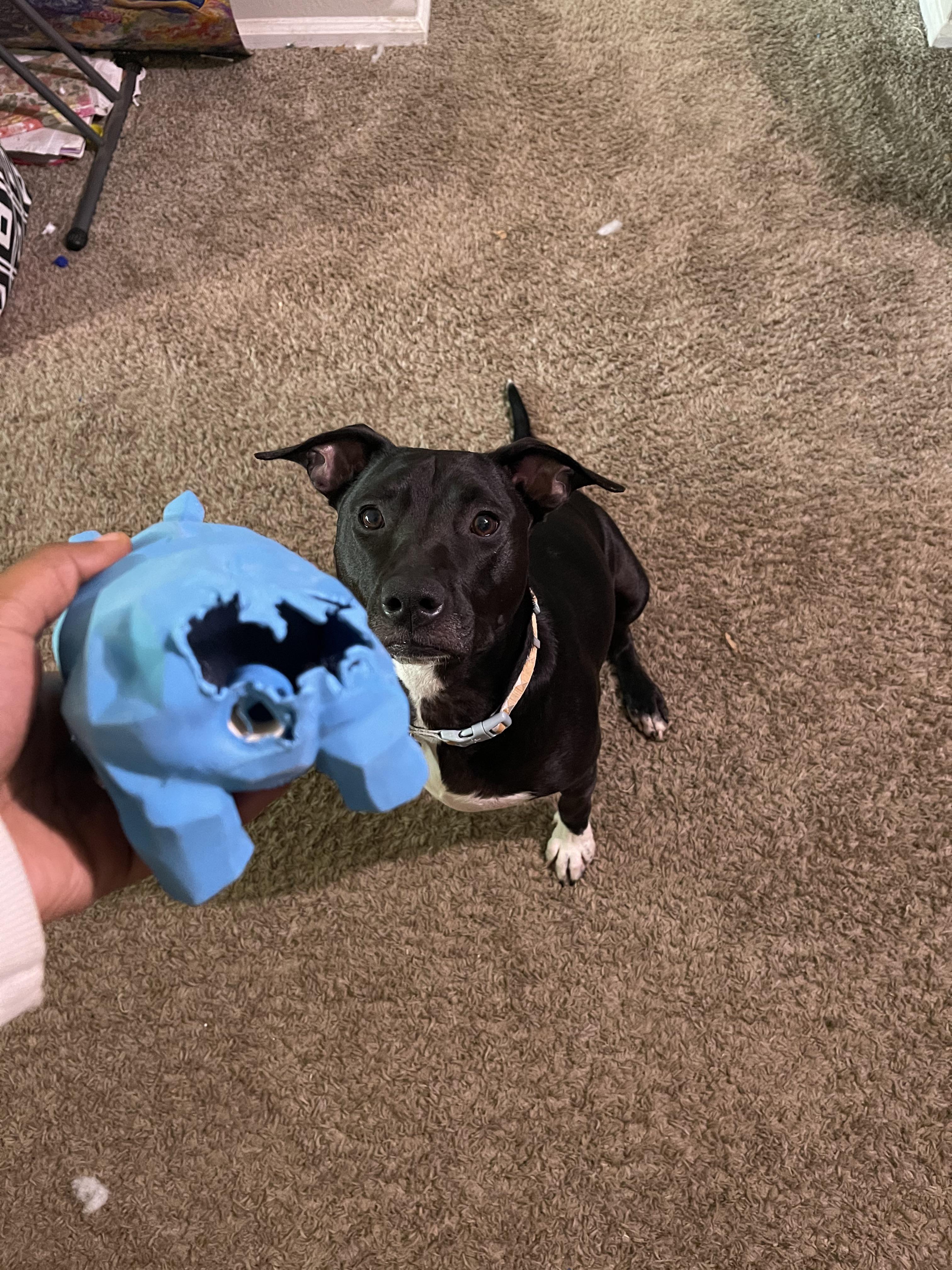 My dog who only eats the ass of all her toys r/funny