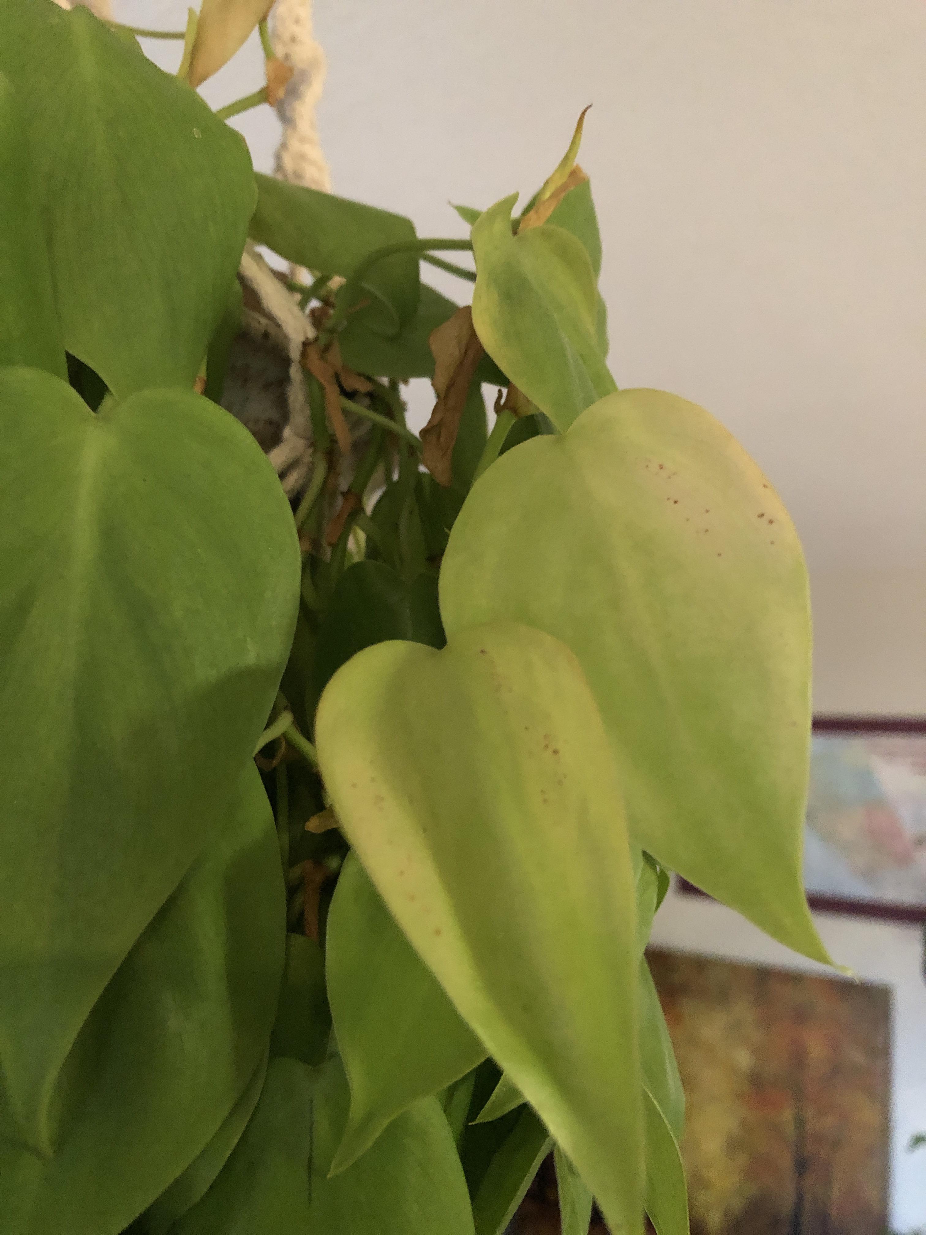 Philodendron leaves yellowing and falling off; some have small brown