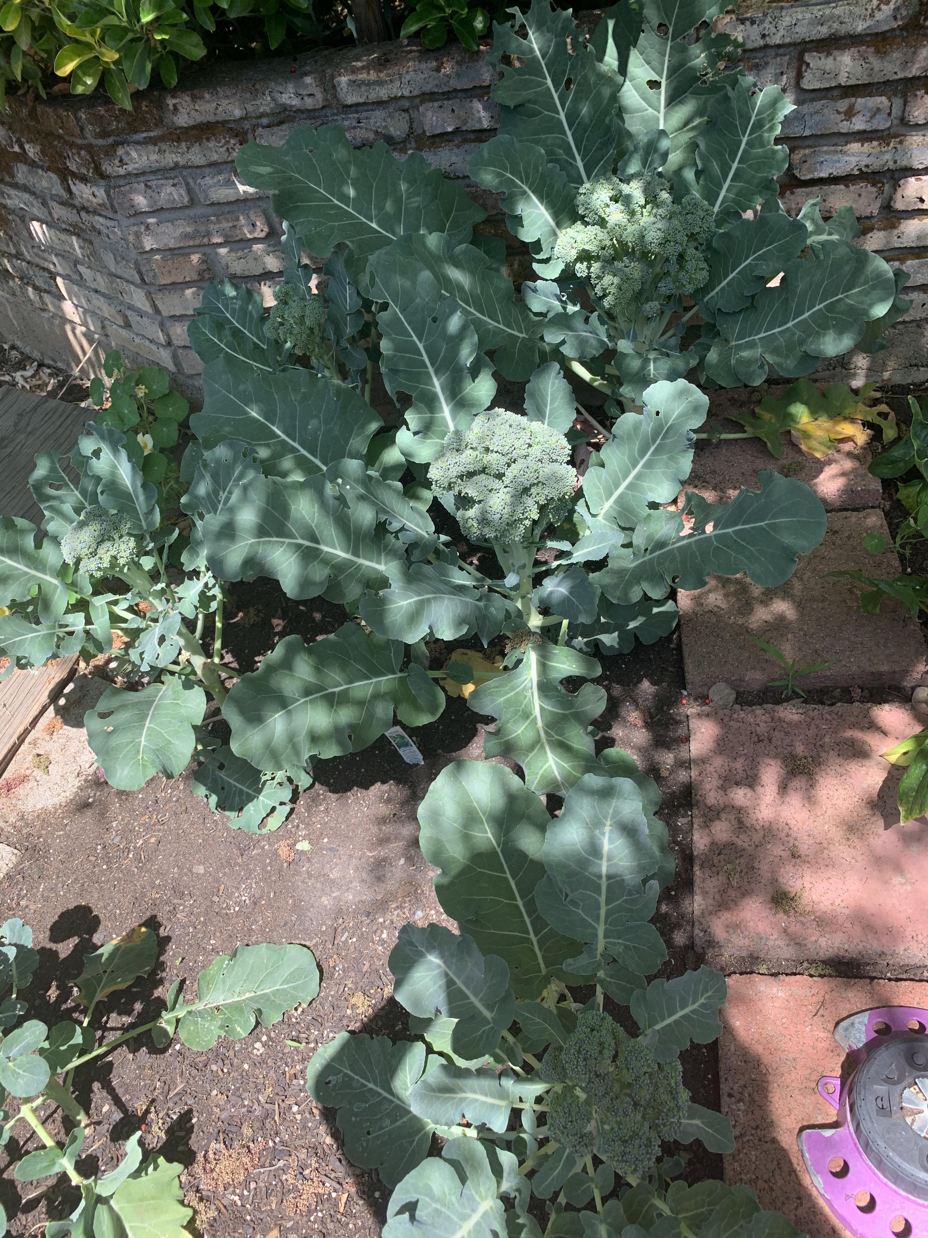 Is my broccoli ready to harvest? r/gardening
