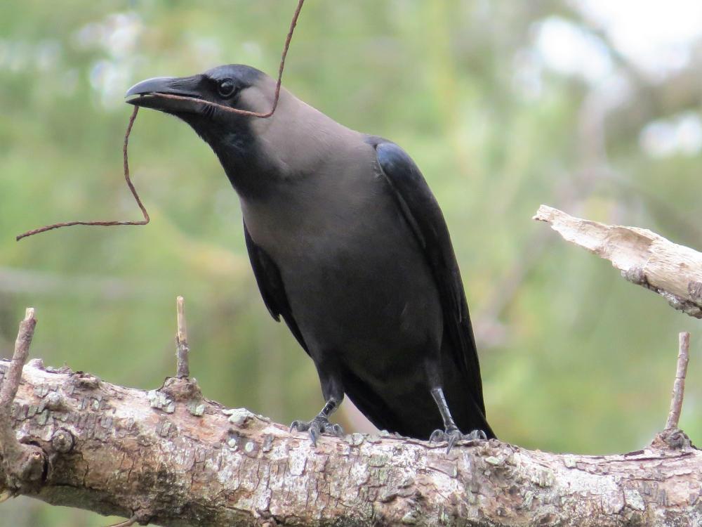 The House Crow (Corvus splendens) is native to South Asia but is almost