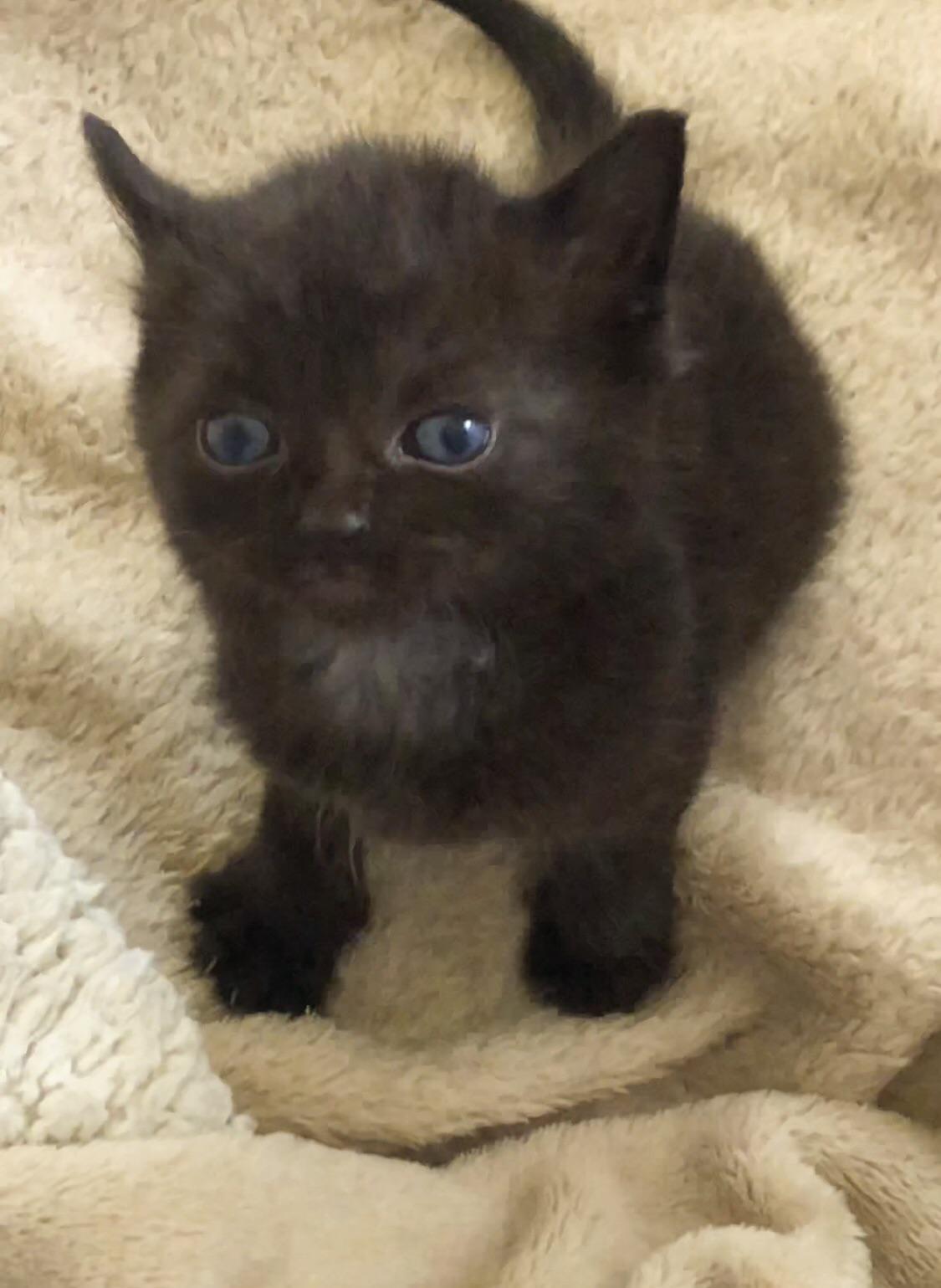 My first cat, runt of her litter, extra small, extra derpy, need ideas