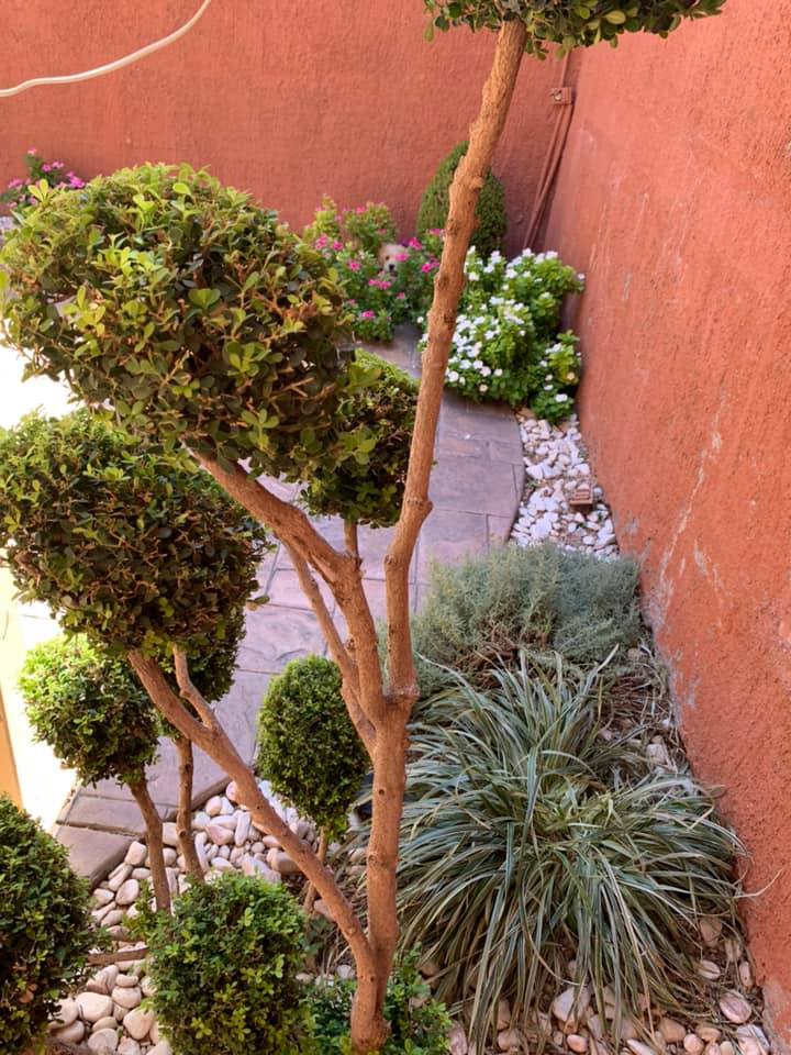 The rarest and hardest of all flowers to find. r/aww