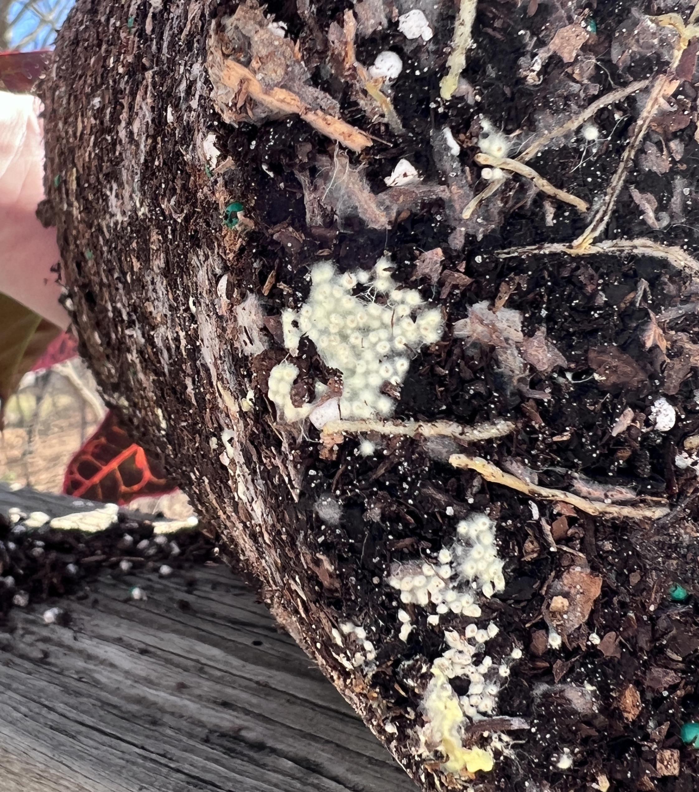 Any idea what these eggs are at the bottom of my Croton? Can’t seem to