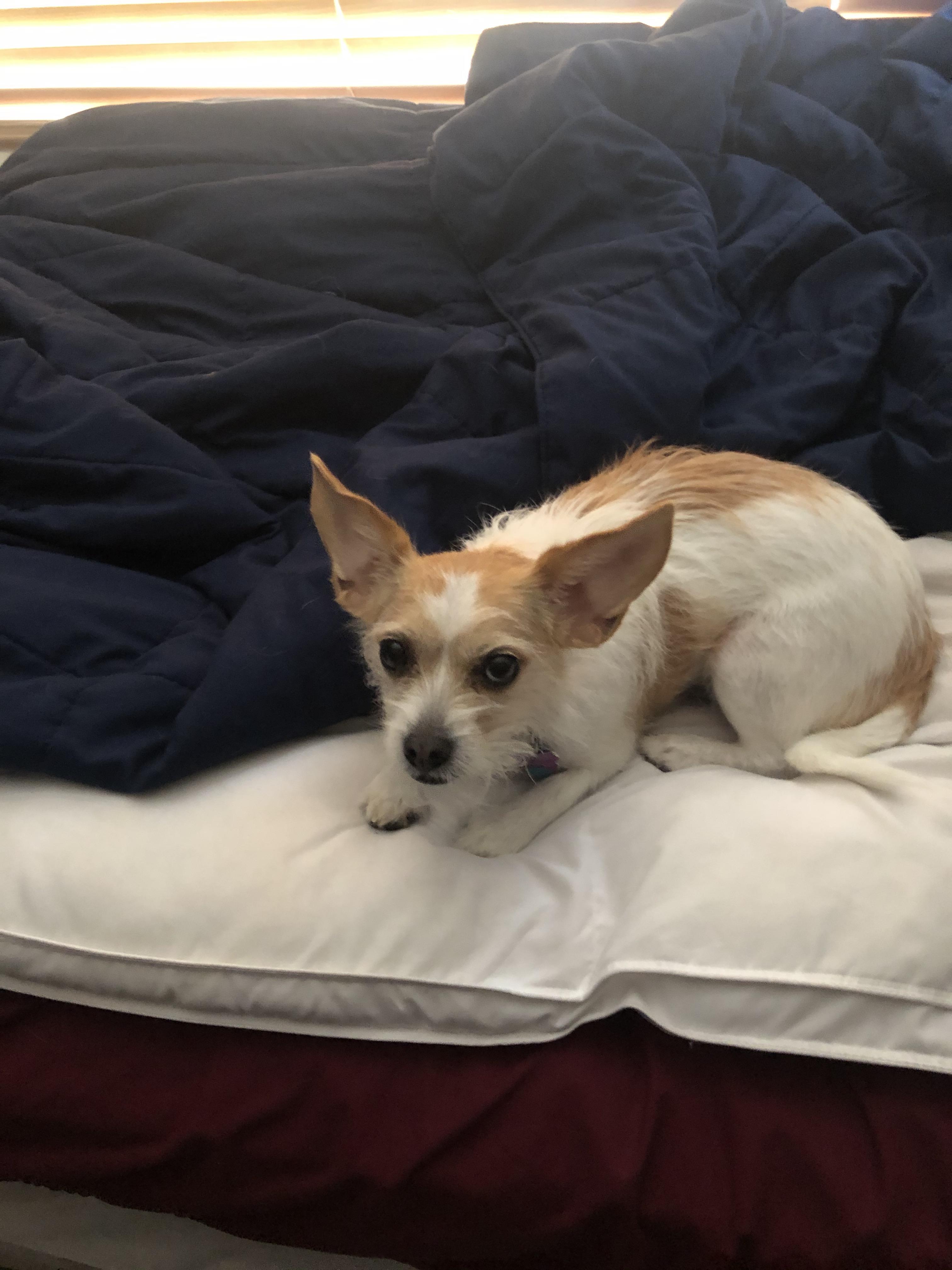 My dog has a downvote on her head! r/aww