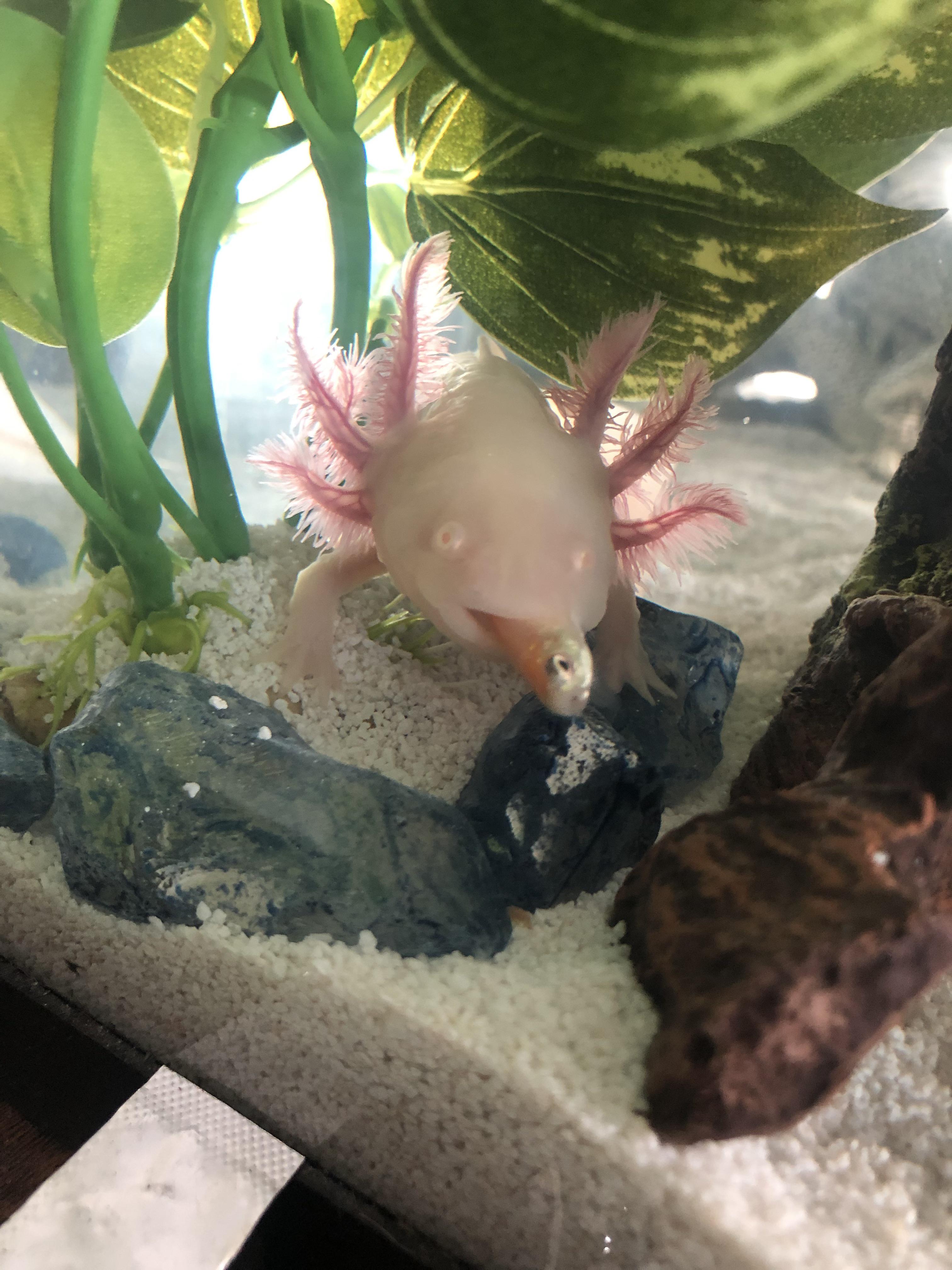 Is my axolotl blind? I know axolotls don’t have the best sight but the