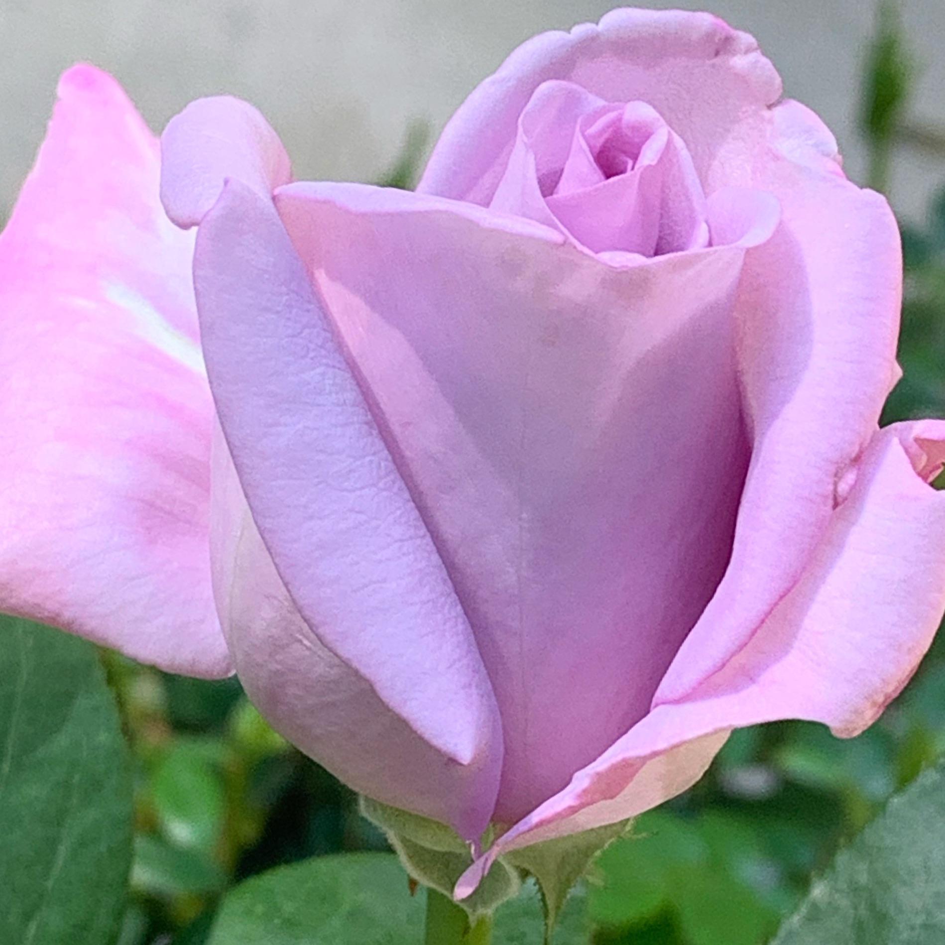 I did a stupid thing and cut some of the root of my bare root roses when planting. Will it be ok