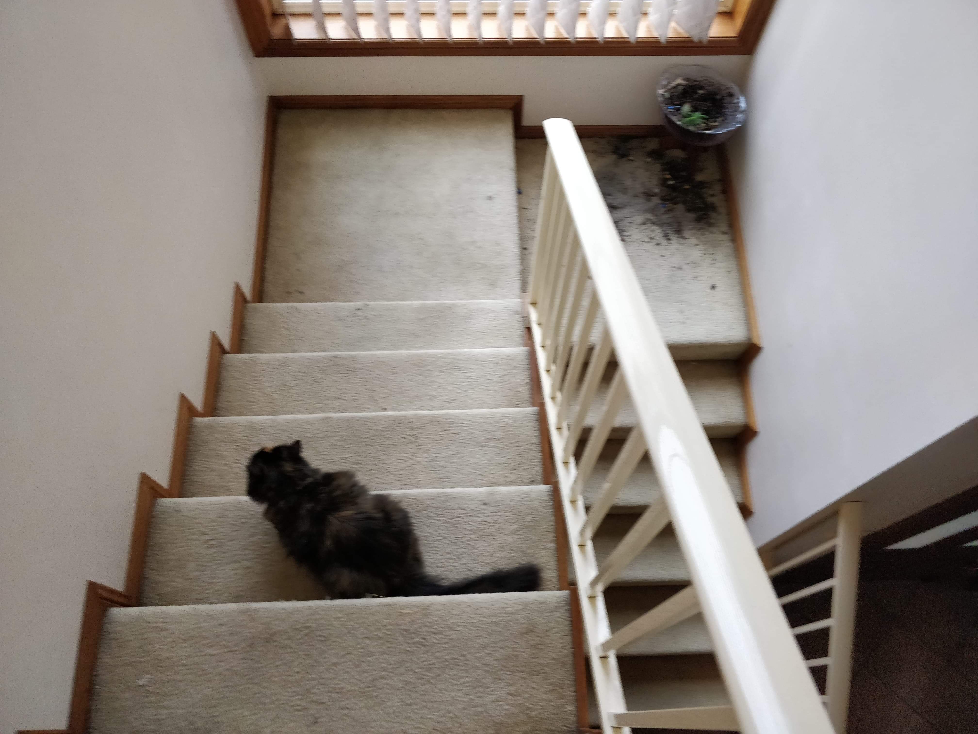 Swear to god I'm going to sell this fucking cat 😂 ruined my Terrarium