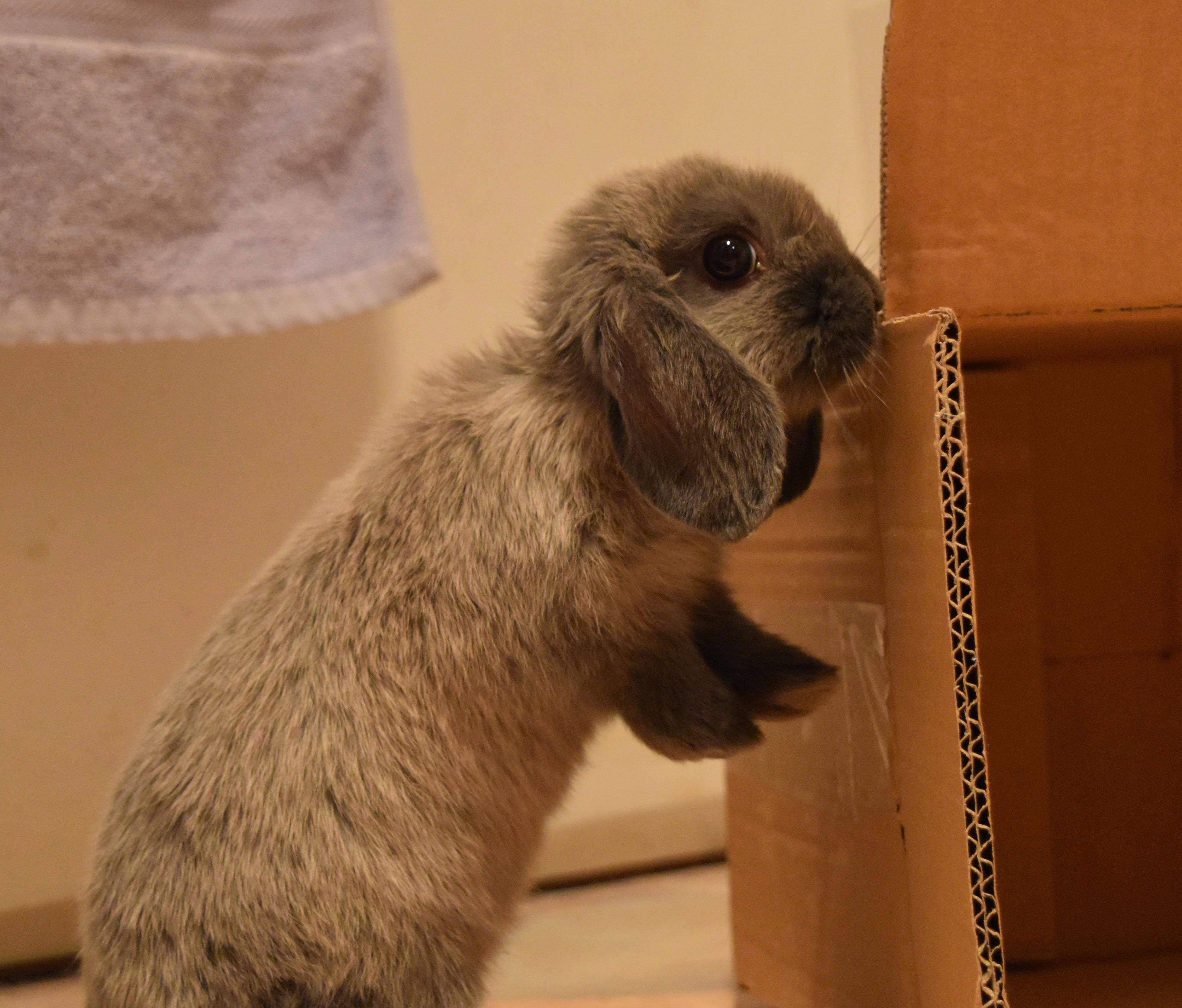 We found an abandoned baby bun! Full story in comments. r/Rabbits