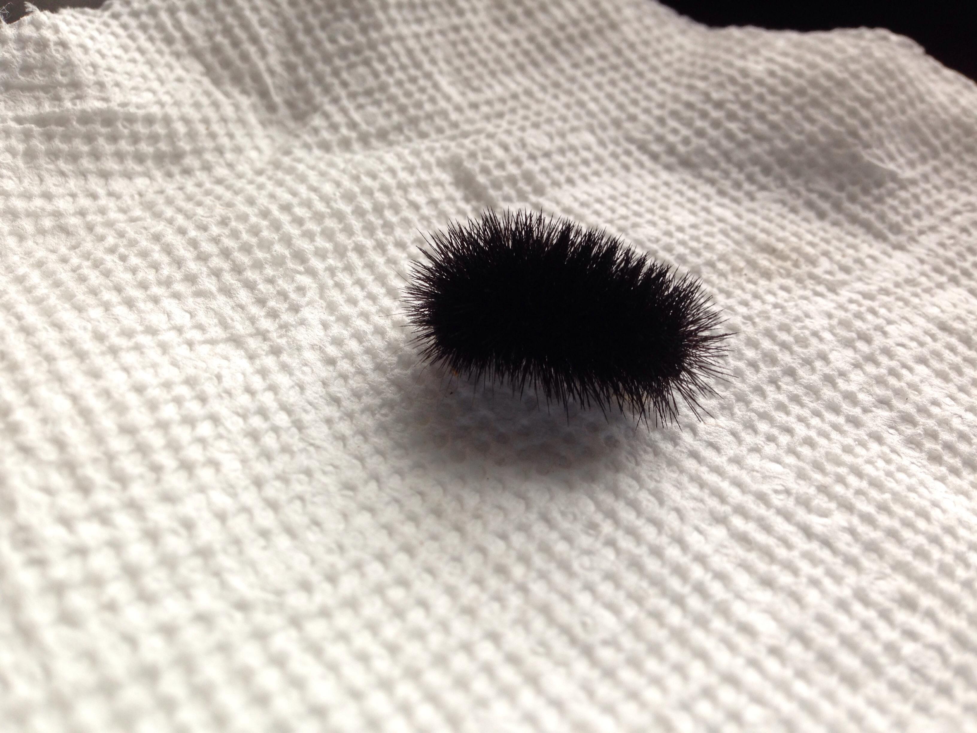 A caterpillar in eastern Long Island. r/whatsthisbug