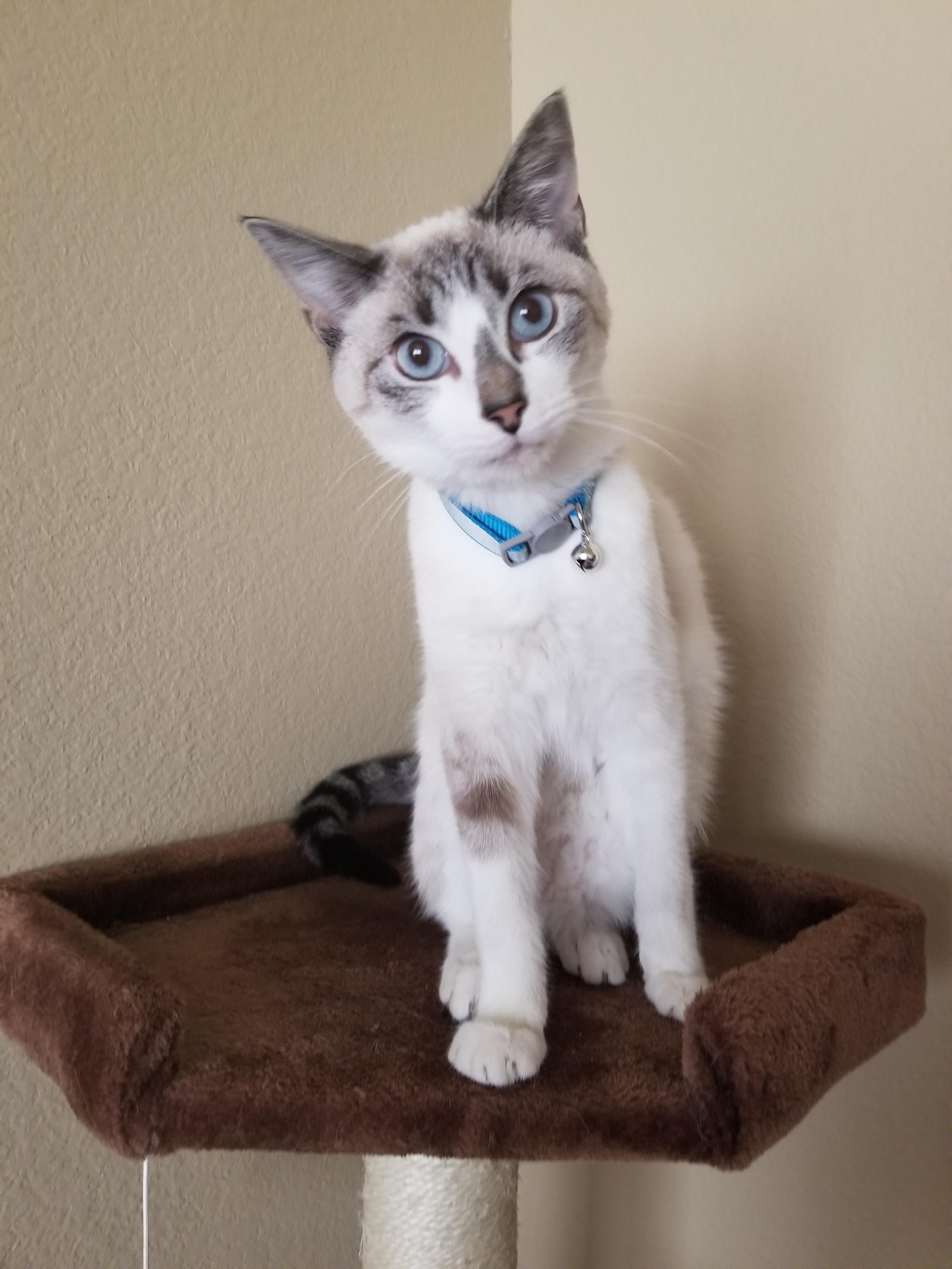 In memory of the best cat I've ever had, taken away way too soon. r/cats