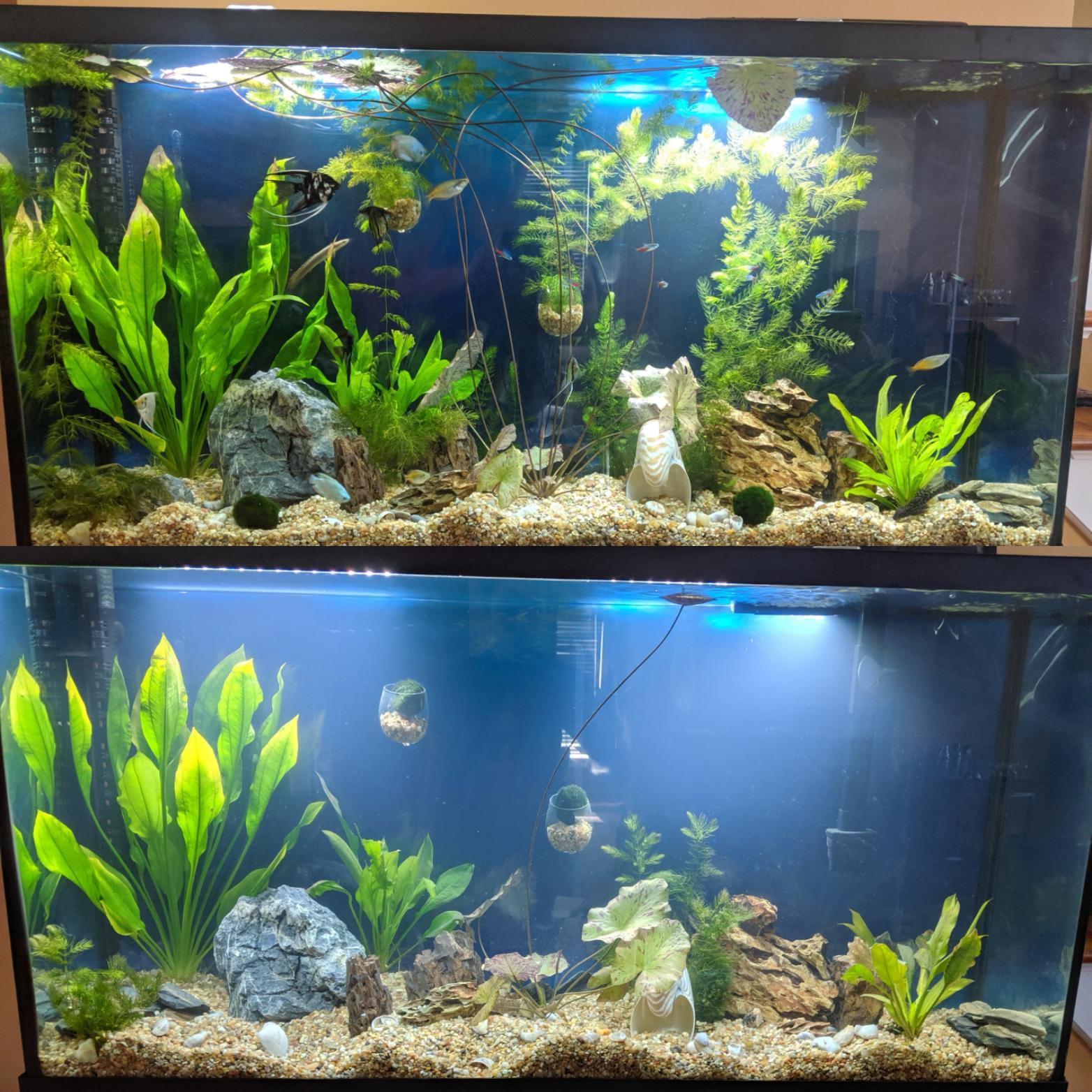 6 week 60 gallon progress! Aquariums