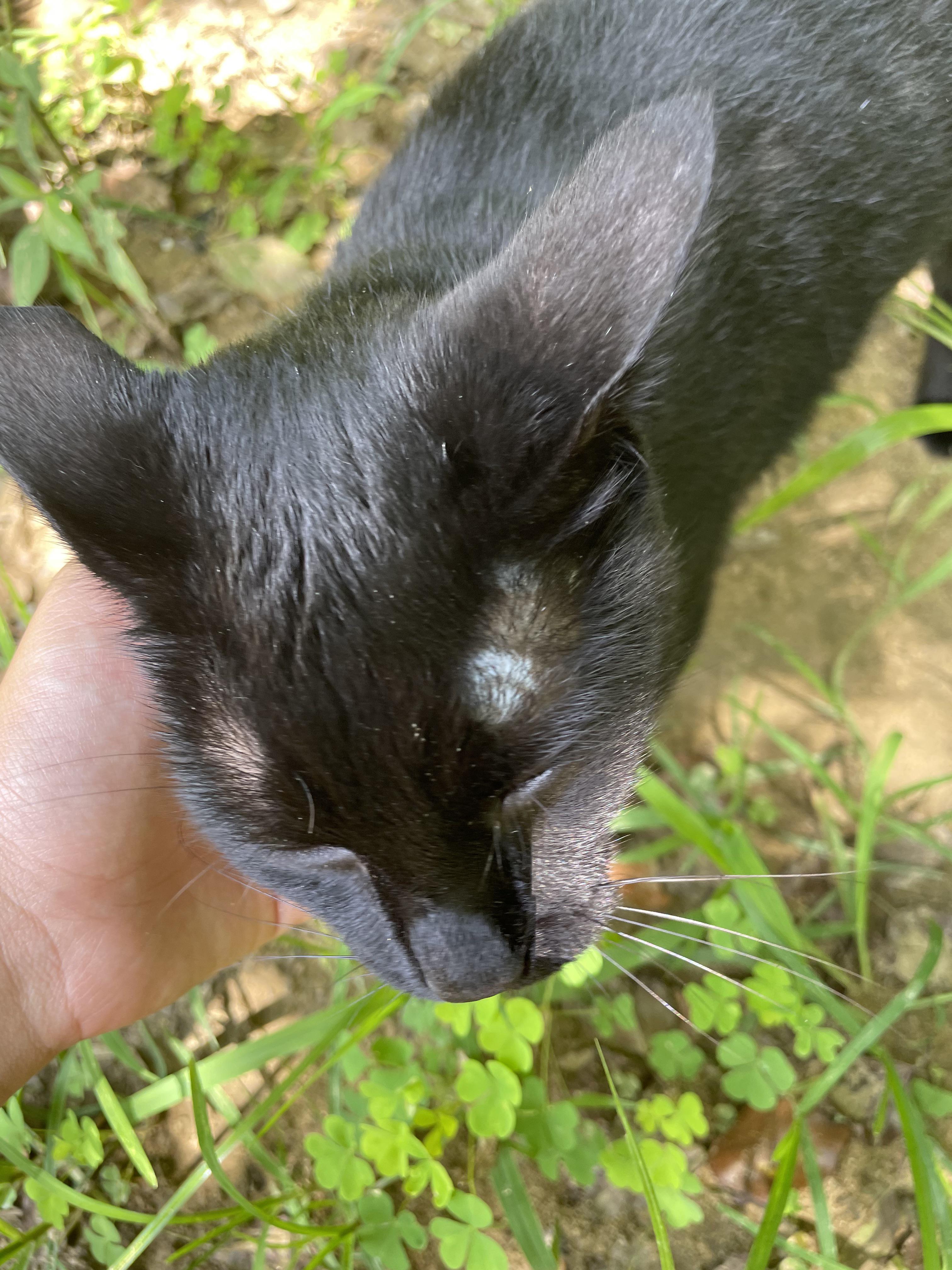 My cat has just developed this white spot above her eye. She just