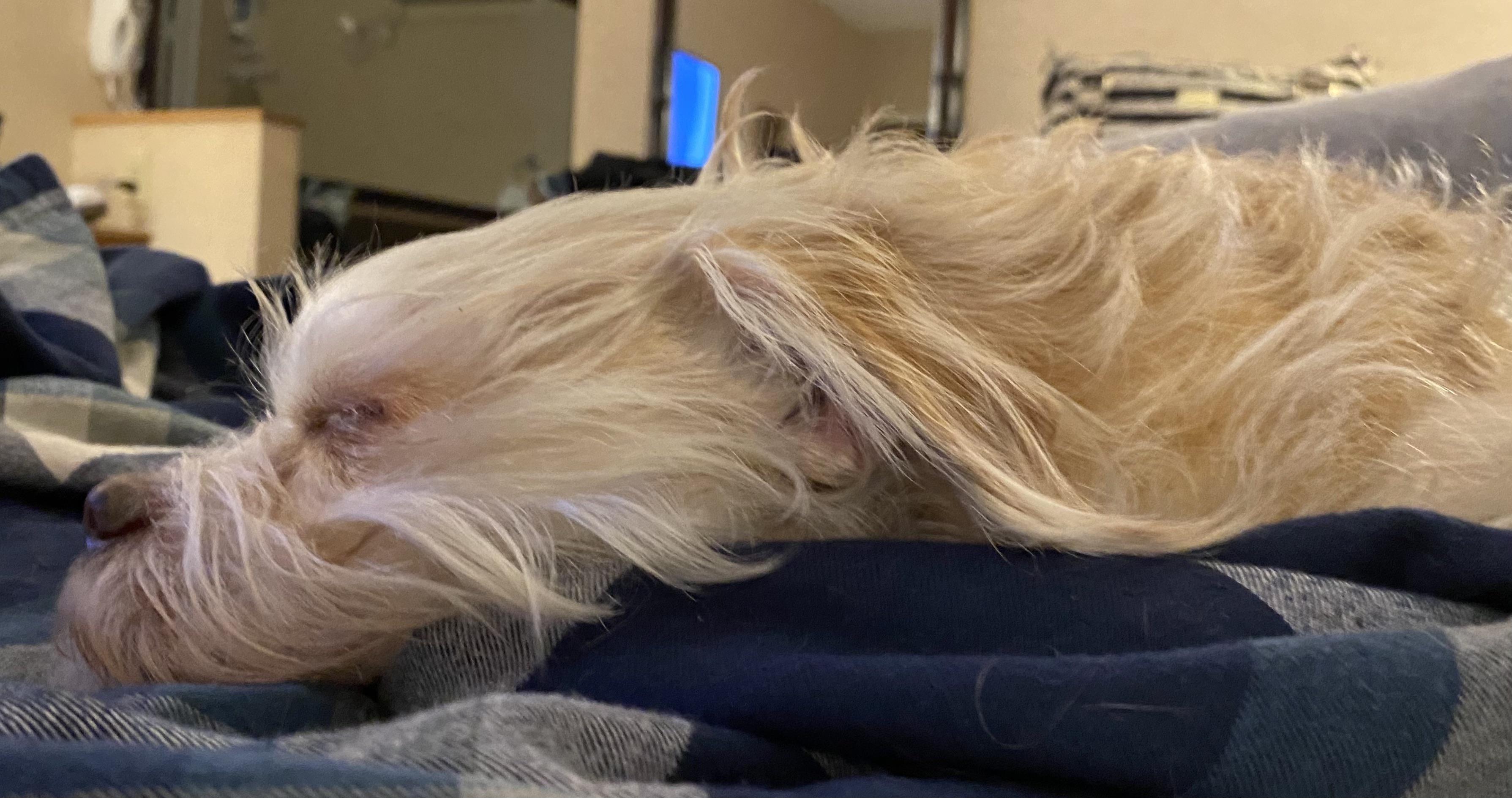 My dog looks like Falcor sleeping. aww