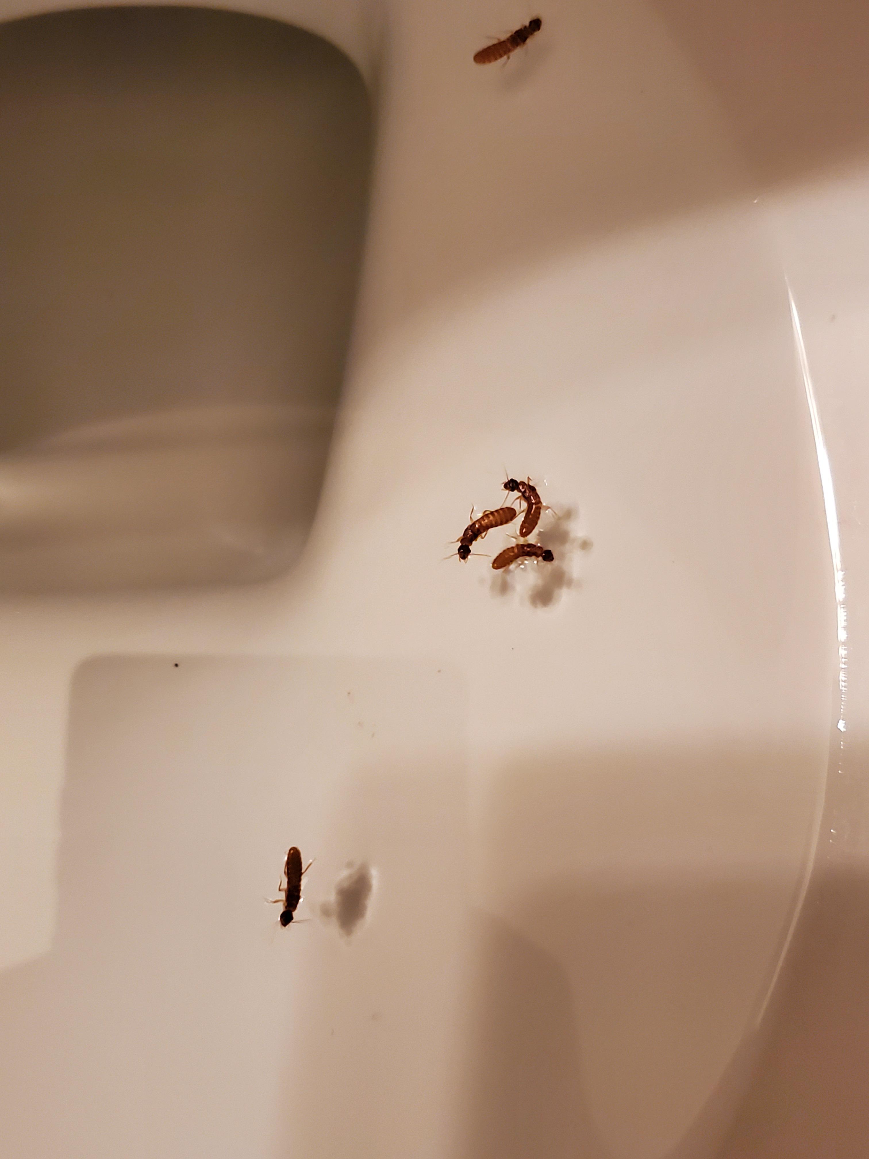 Please help identify, keep finding them in my toilet everyday! r/insects