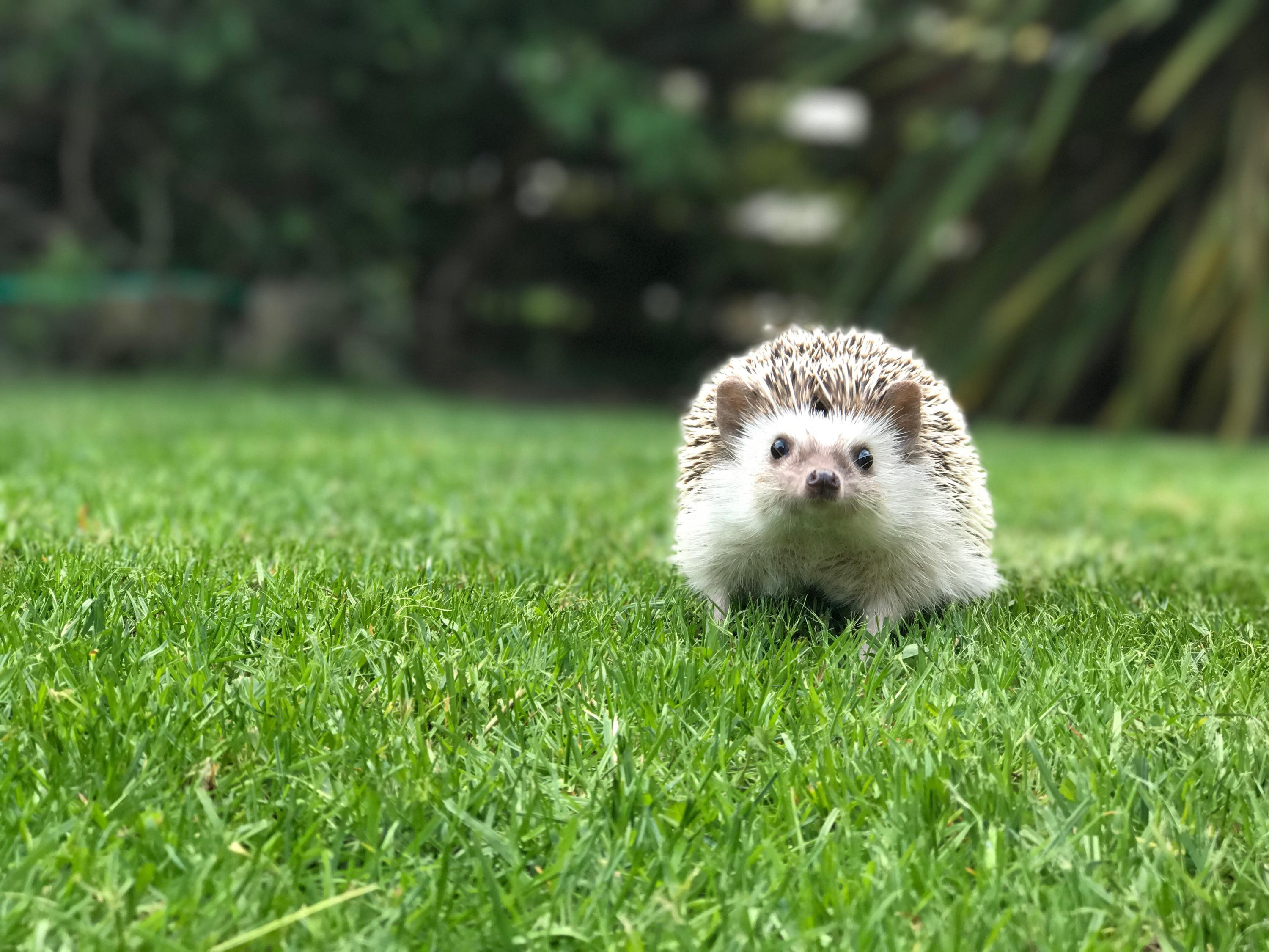 Someone’s loving the heat r/Hedgehog