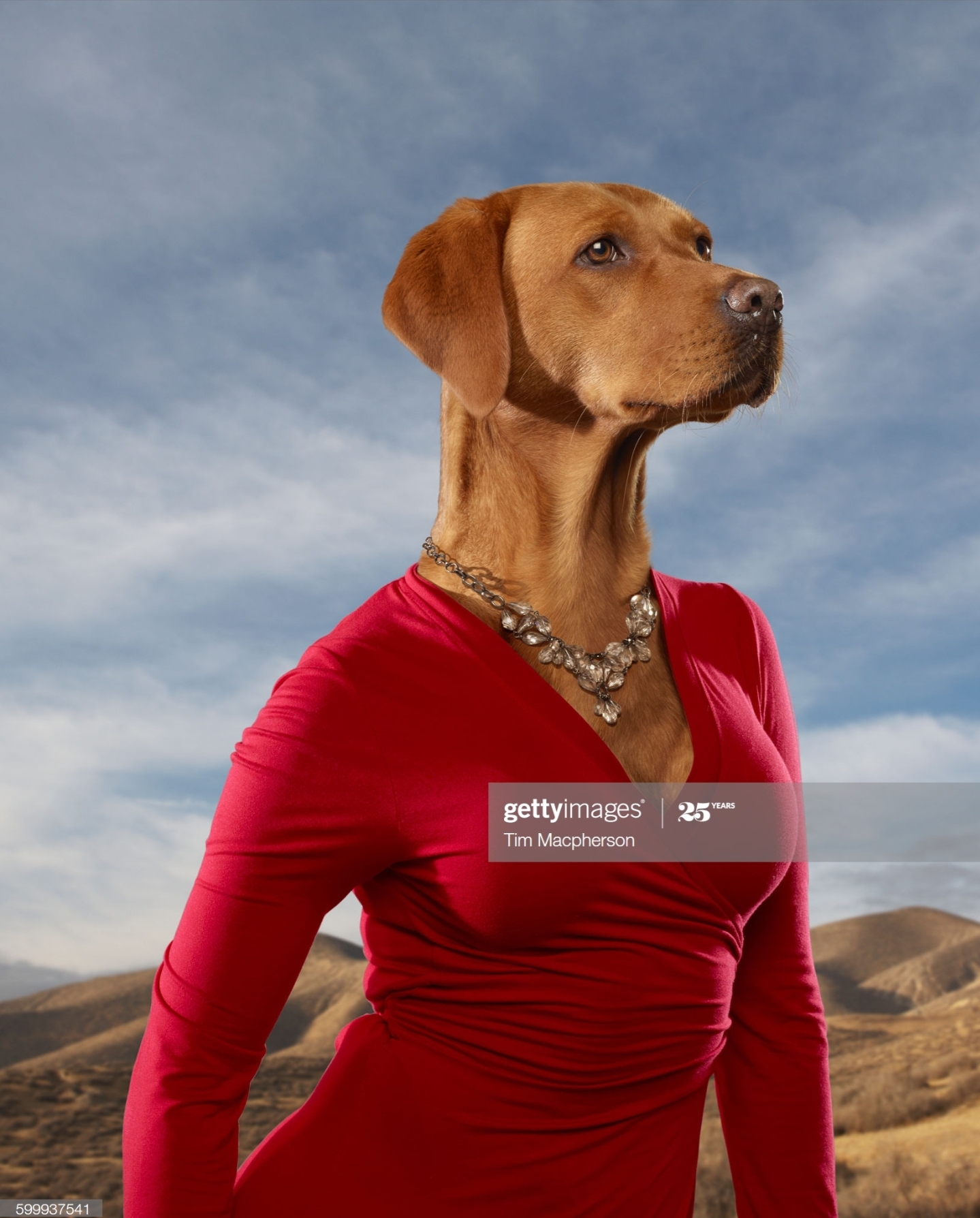 Dog in red dress r/wtfstockphotos