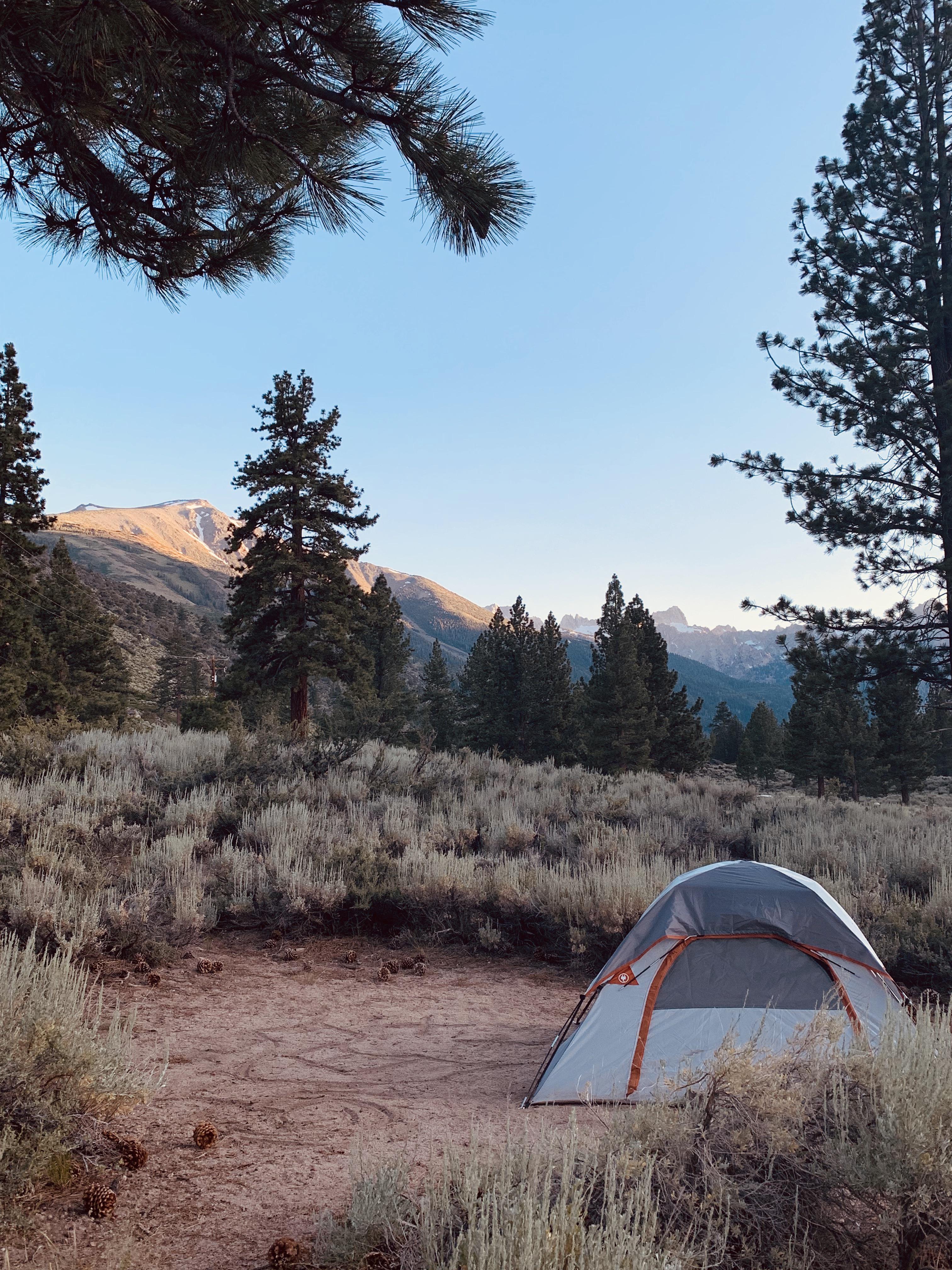 My campsite in Yosemite national park a few weekends ago! r/camping