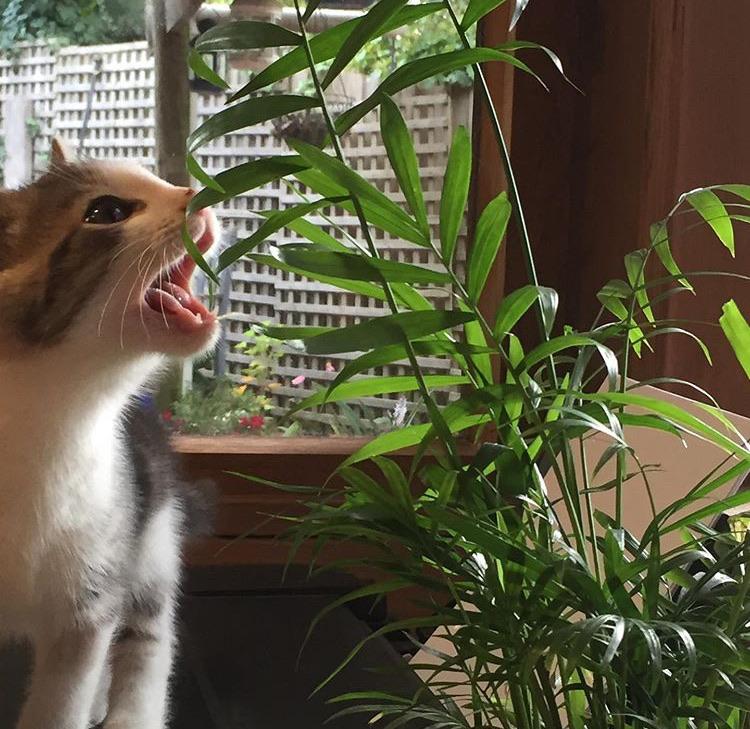 Anyone else’s cat eat plants? r/catseatingplants