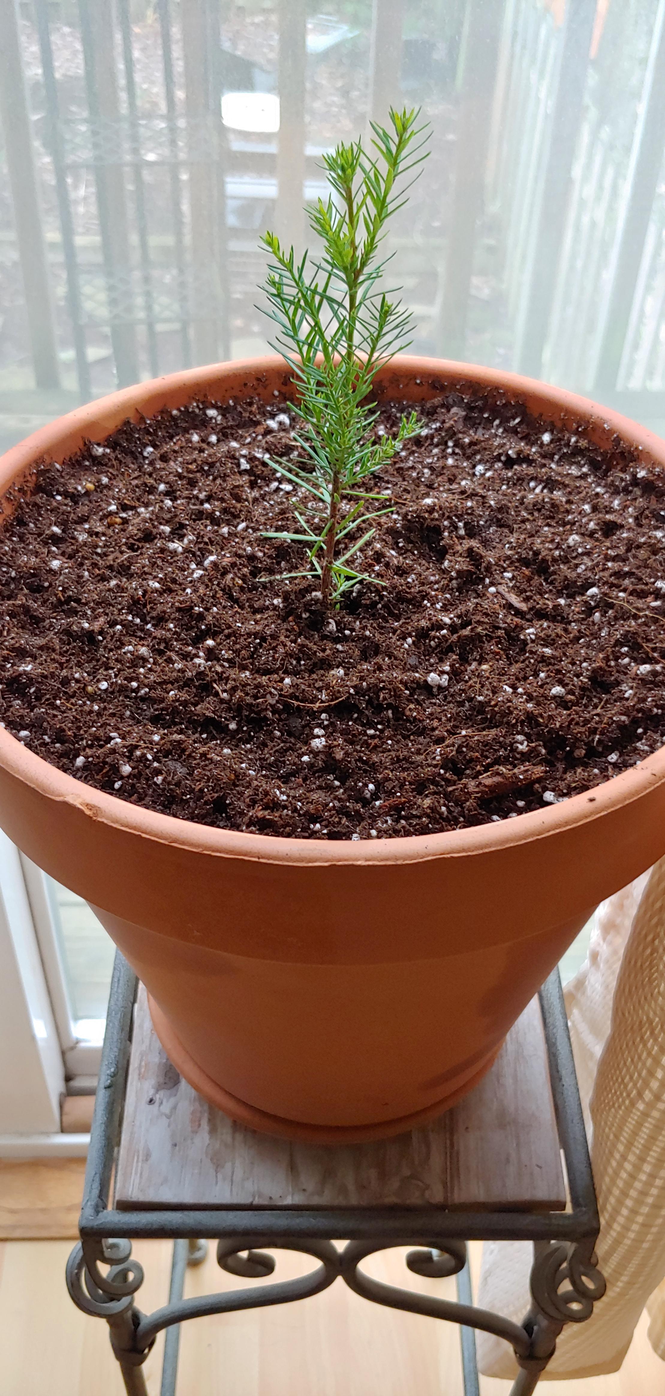 Growing my own coastal Redwood! r/gardening