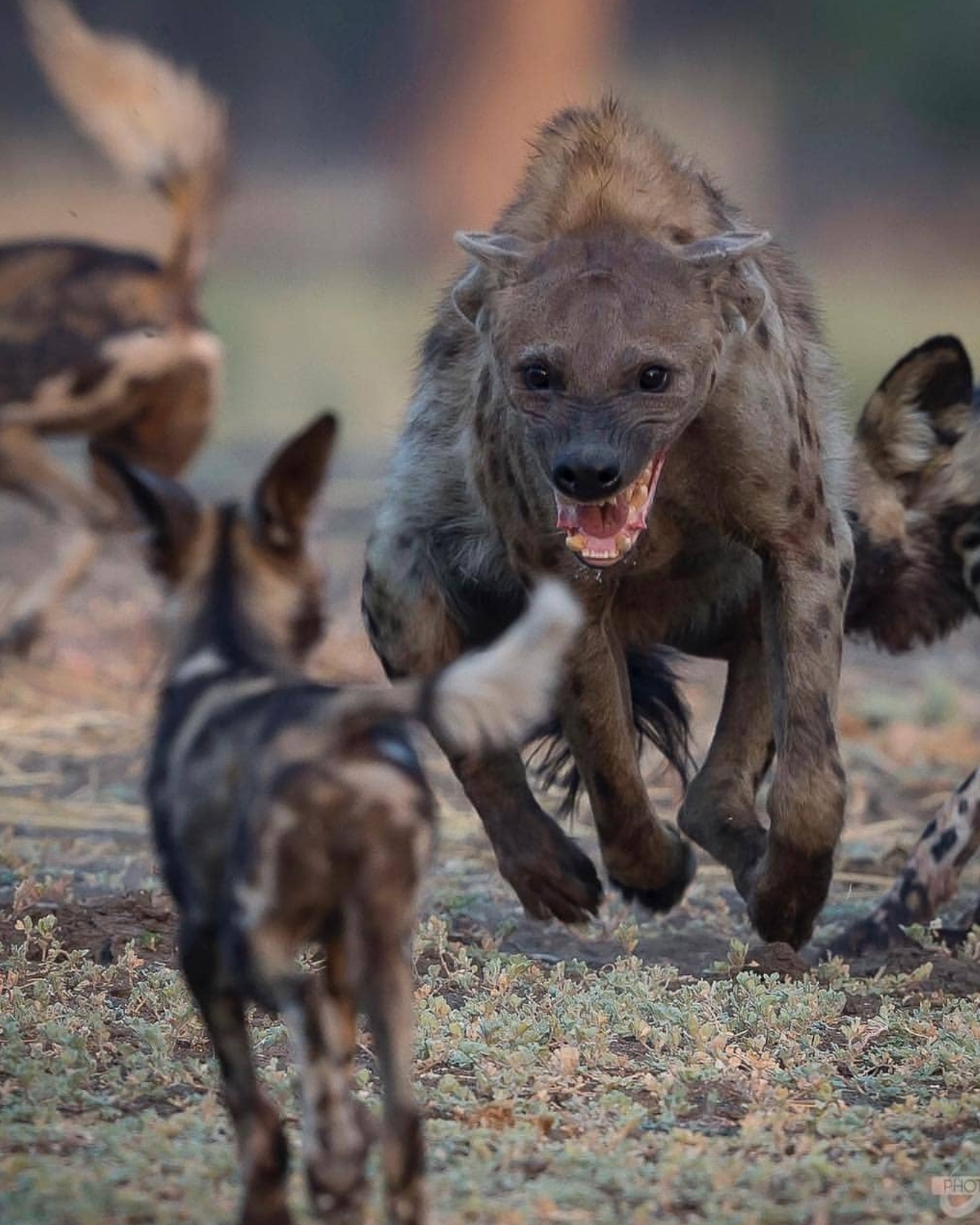 African Pitbull Hyena