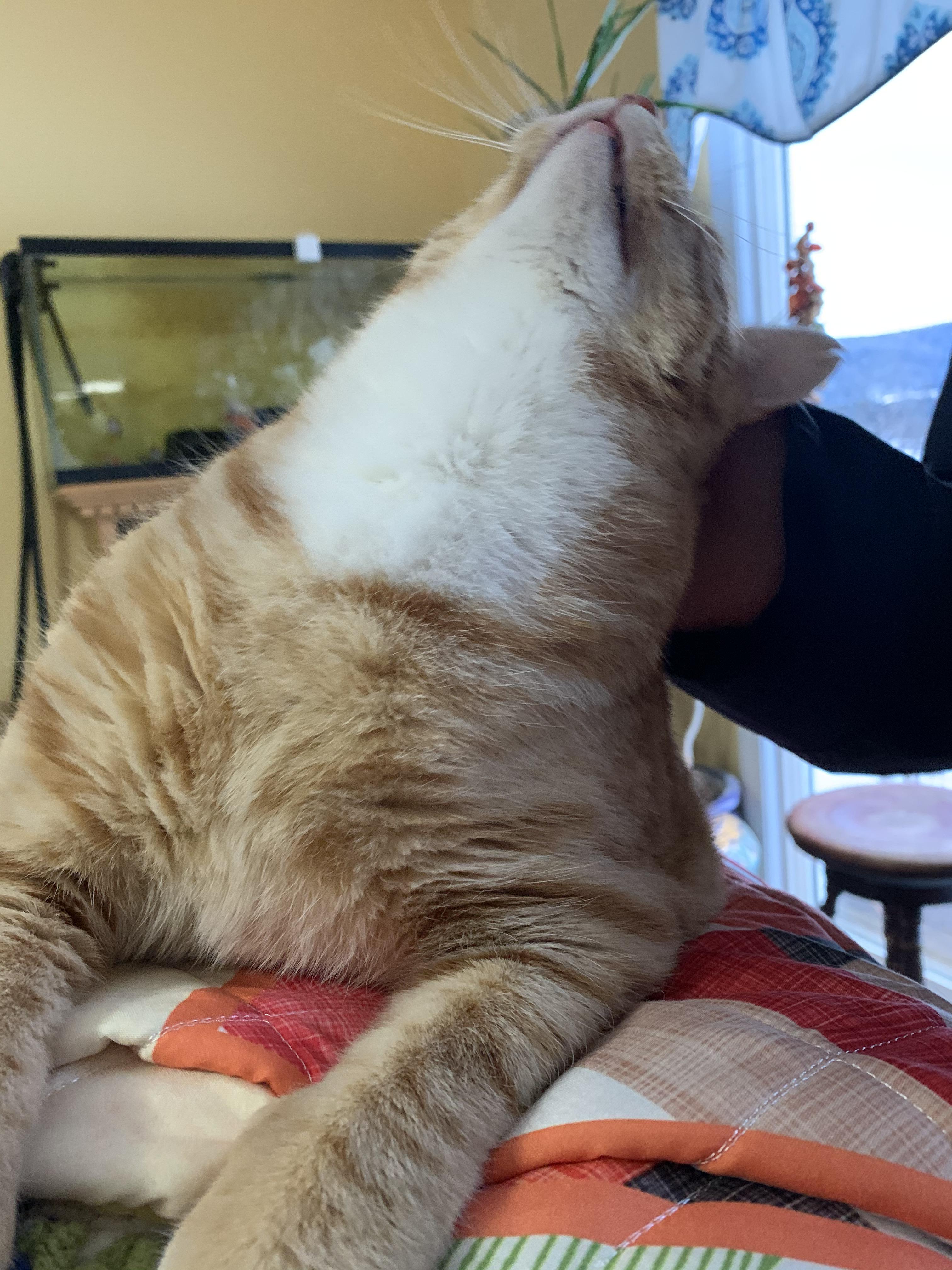 The owners of our air bnb have a very friendly cat ) CatsEnjoyingPets