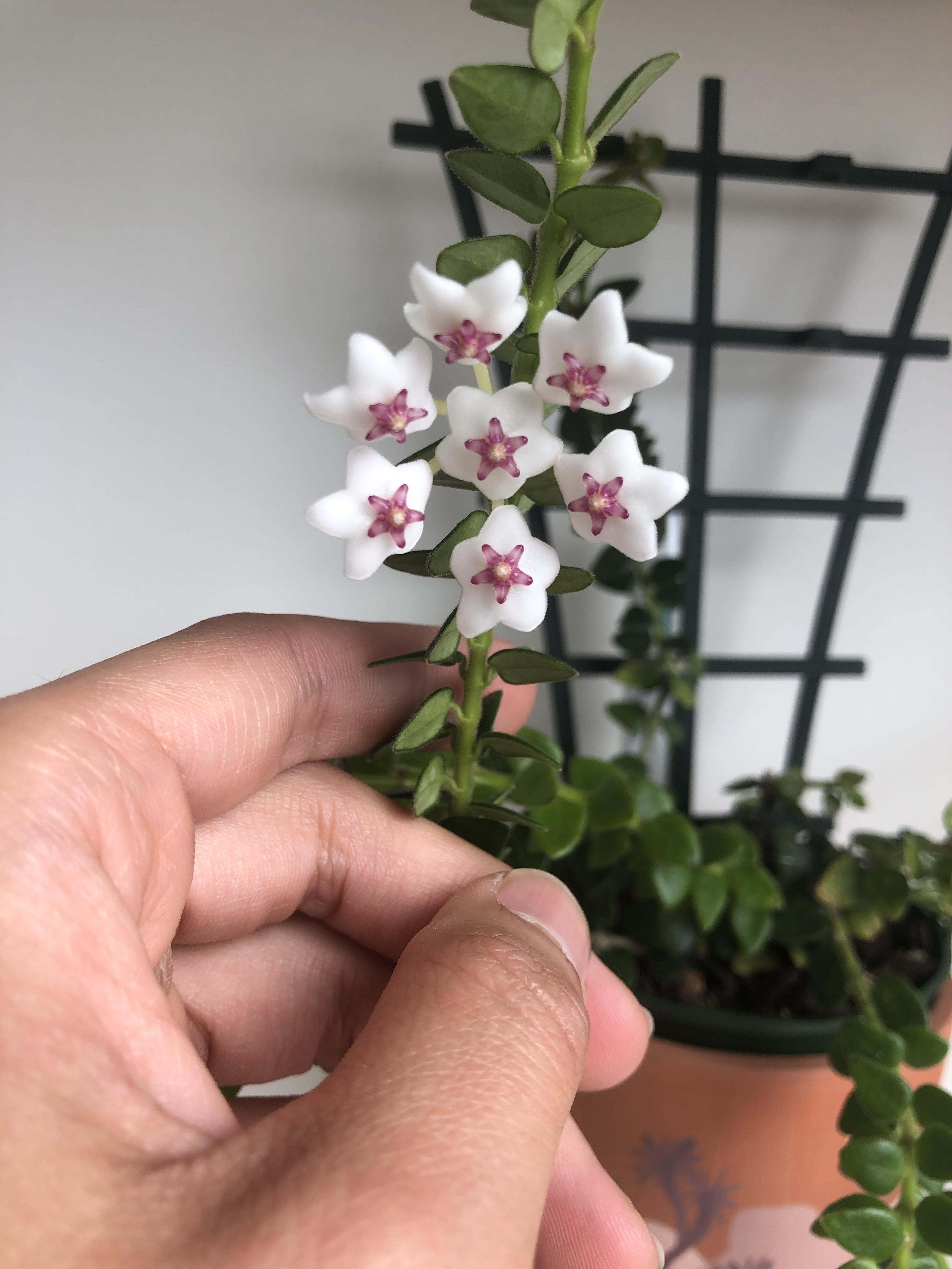 Why does my hoya have these small white splotches on its leaves? hoyas