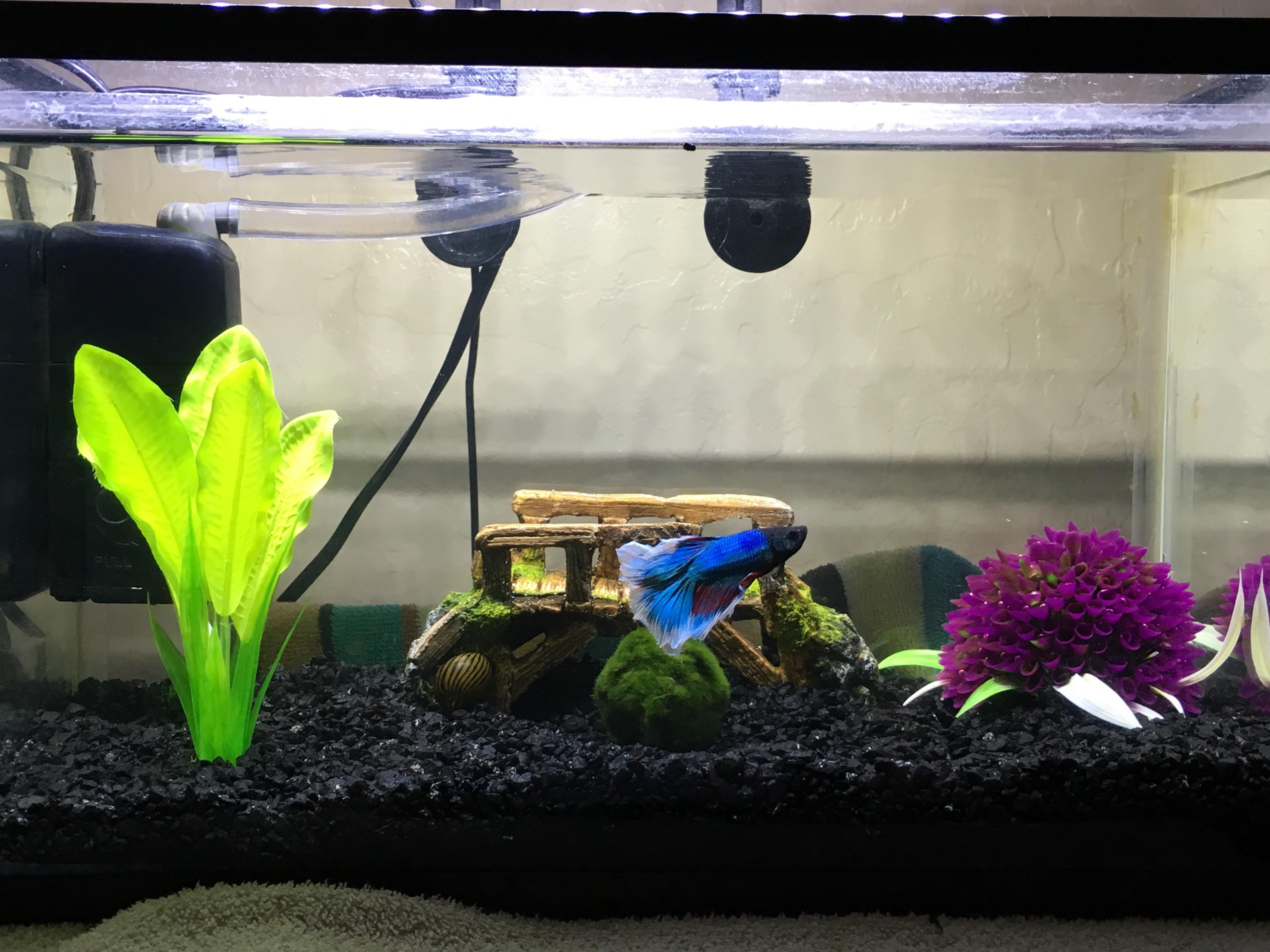 Finally finished the 5 Gallon tank r/Aquariums