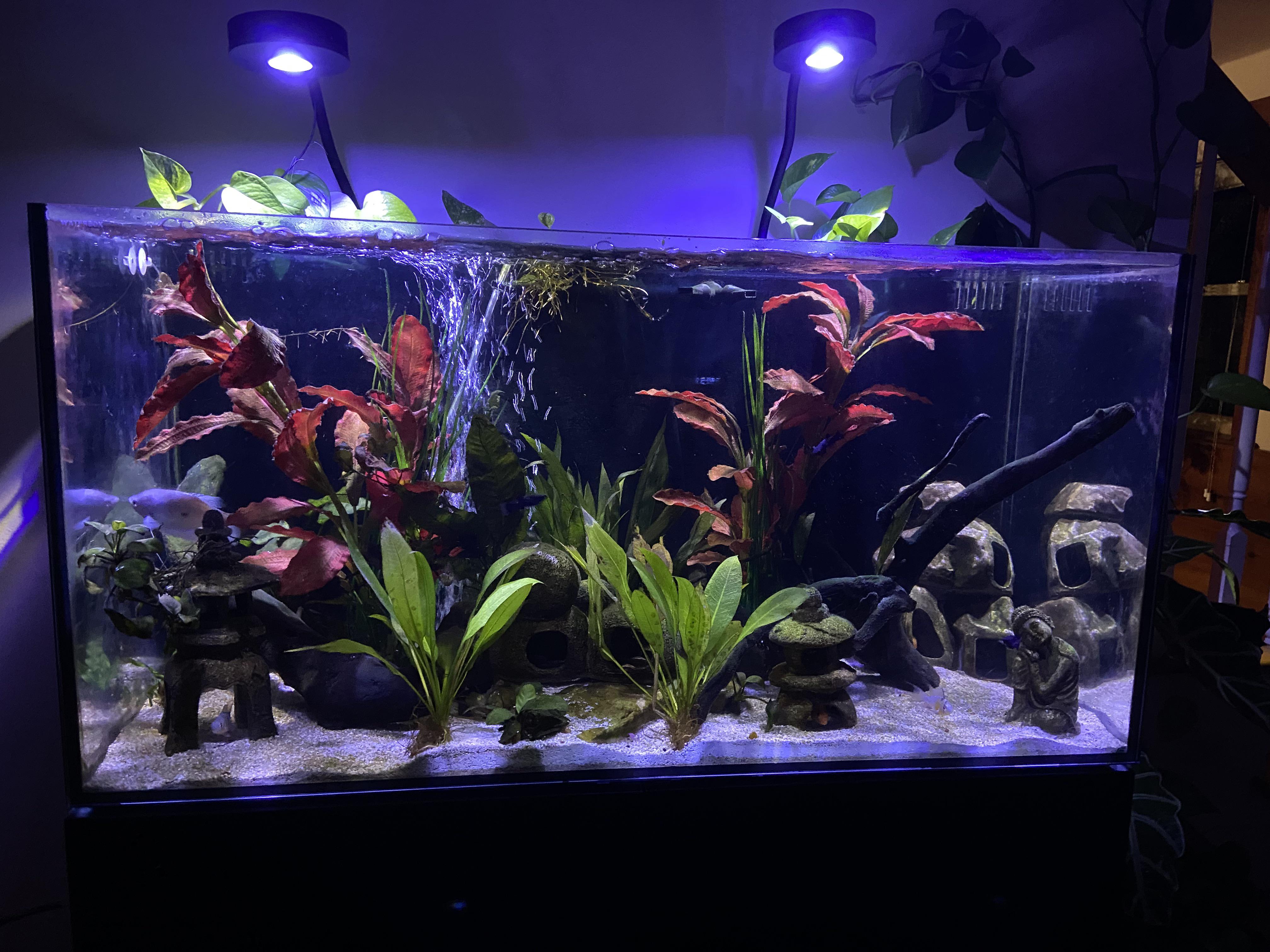 50gal tank. Need ideas for stocking, and best setup for cichlids it’s
