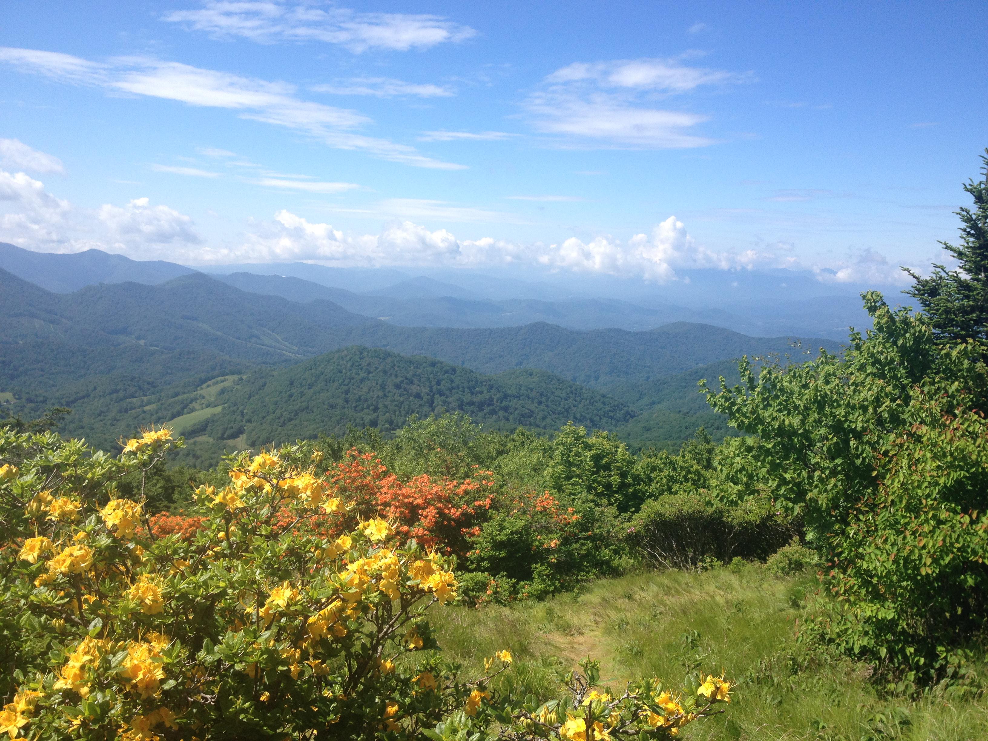 Flame Azaleas and mountains. Roan Highlands, Pisgah National Forest