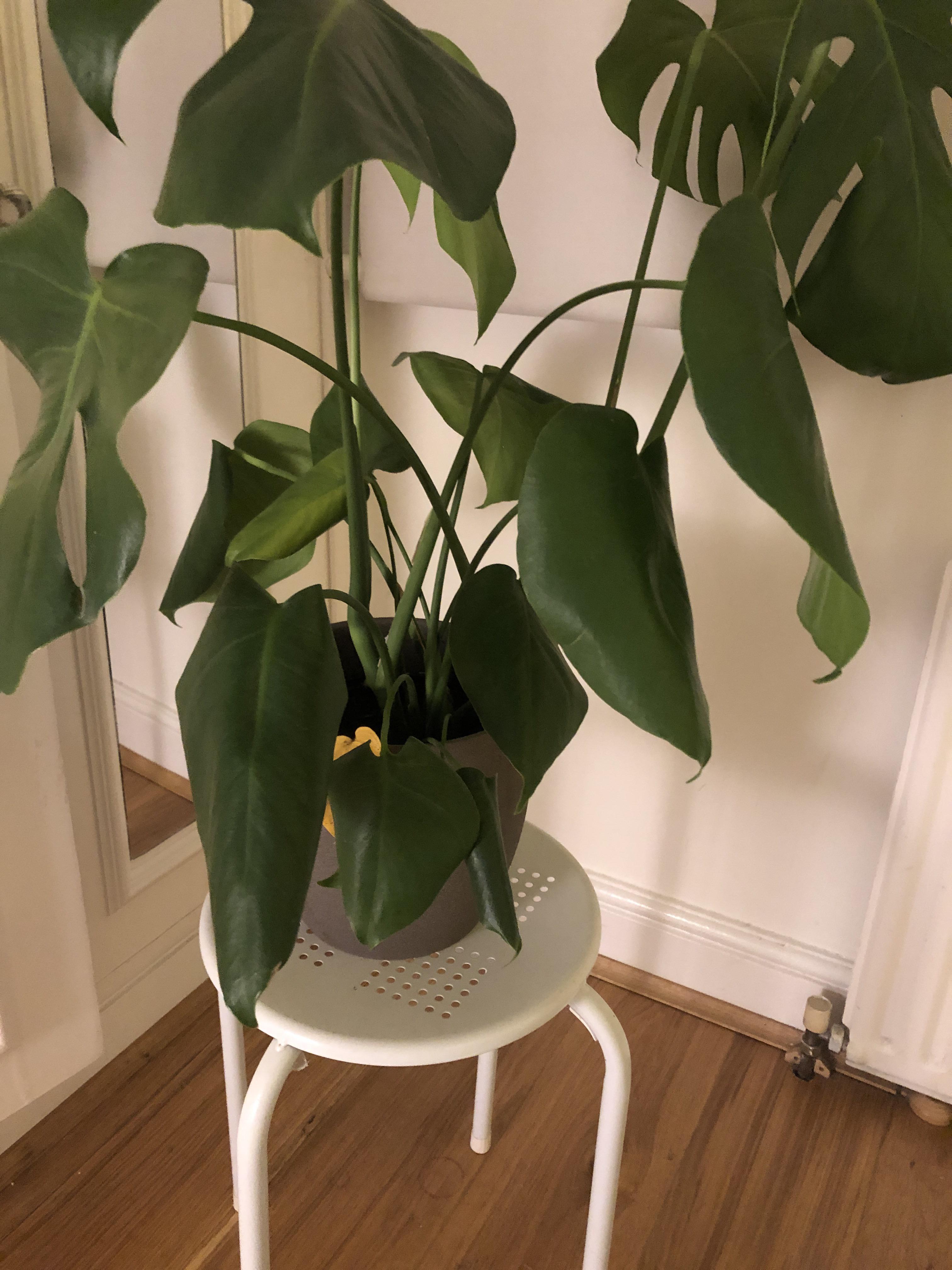 Help! Why is my plant baby so droopy? r/Monstera