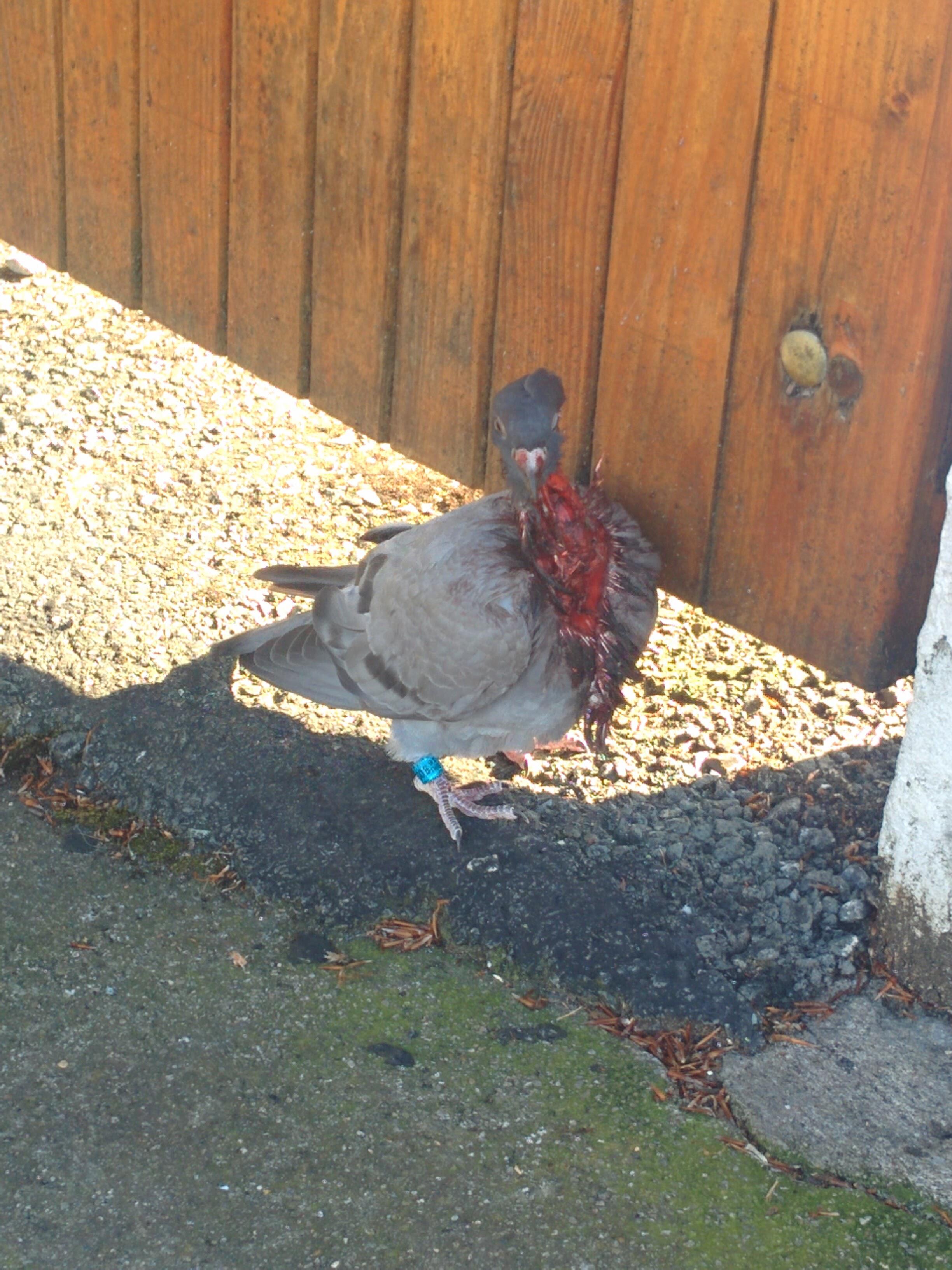 Pigeon walking around like there's no issue. r/natureismetal