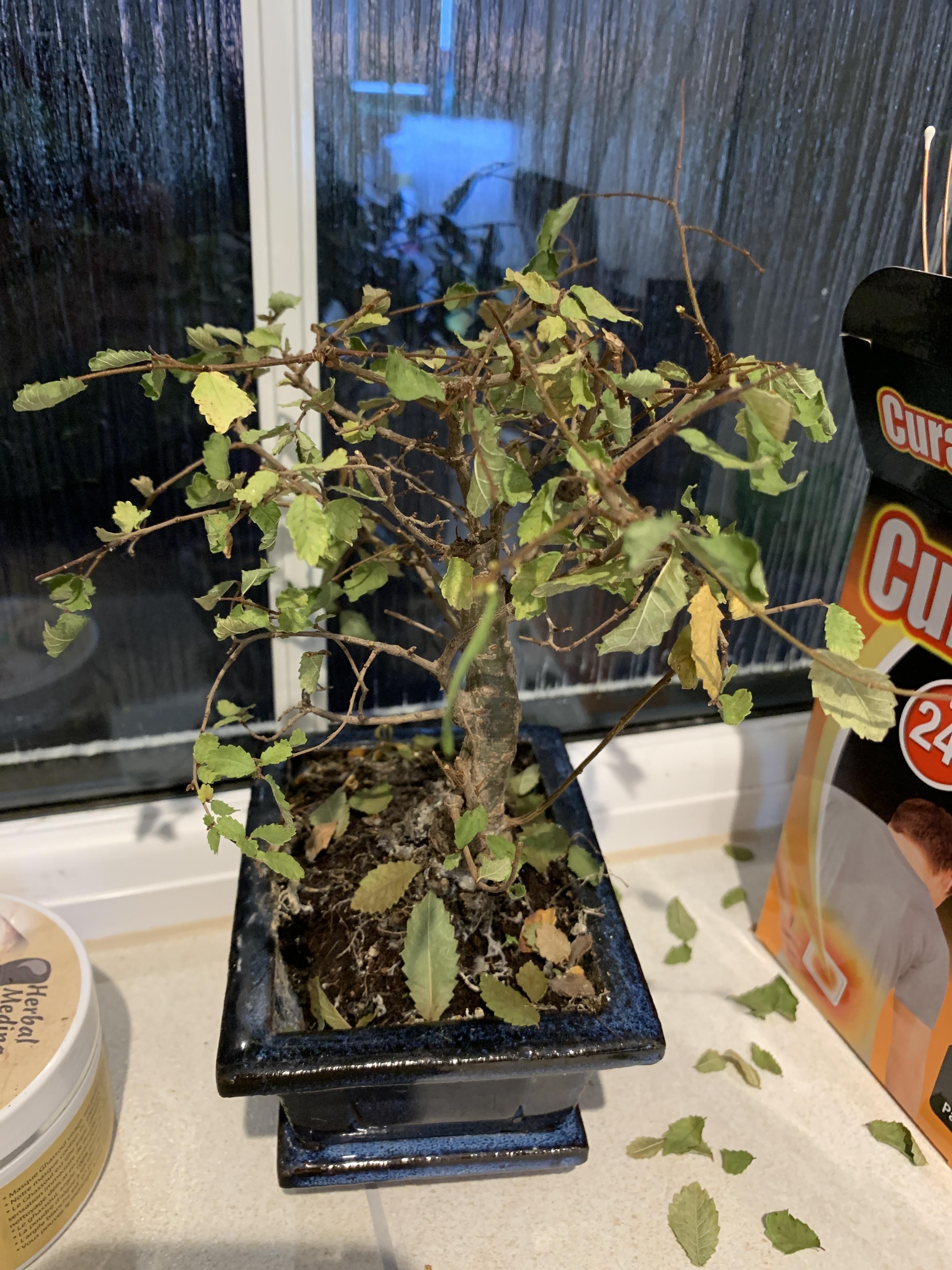 Do bonsais drop leaves? Or is it dying!! It’s bottom watered frequently