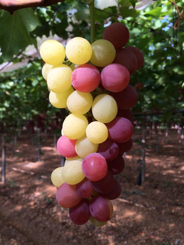 This bunch of grapes has two different varieties growing on it