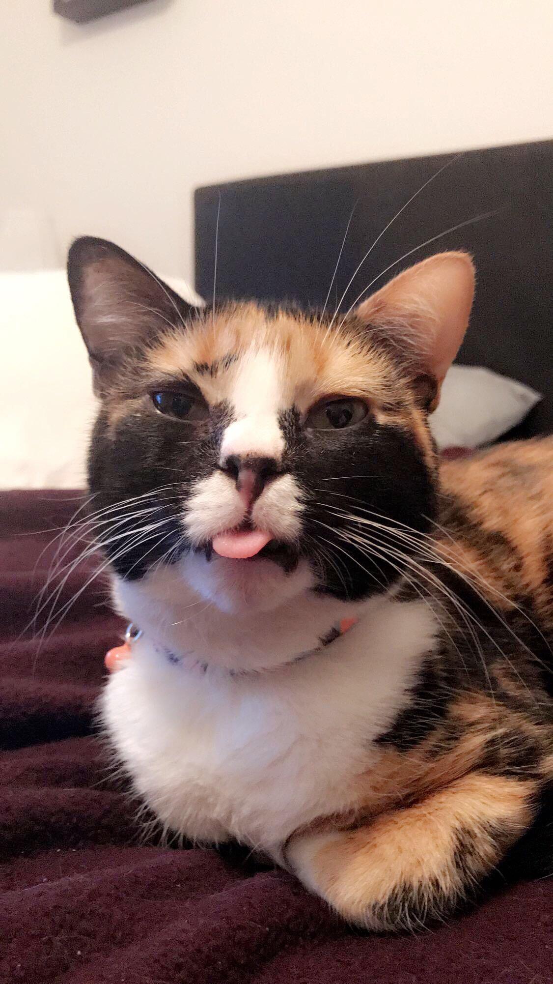 SO and I recently adopted a cat who has somewhat of a permanent cold