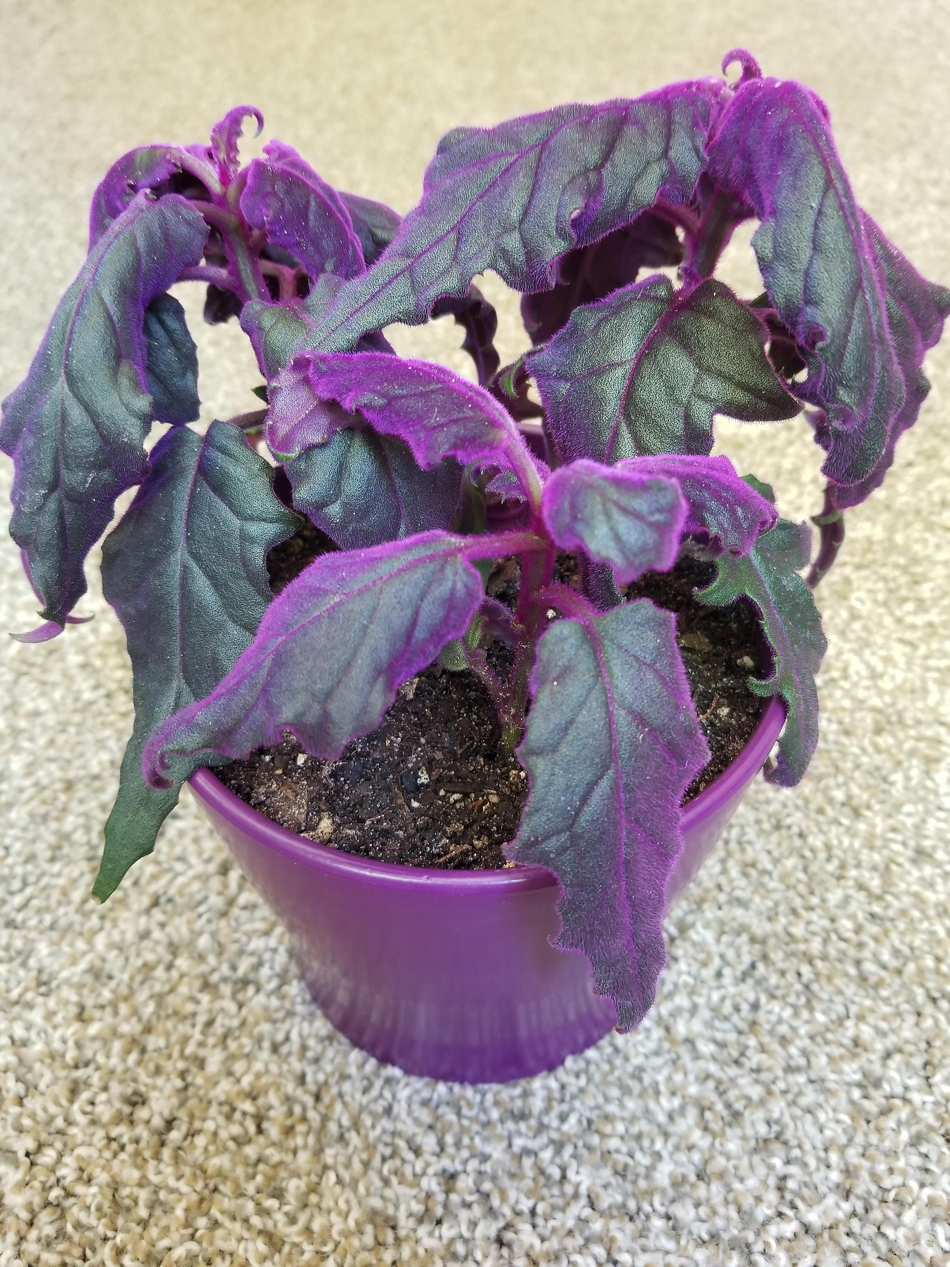 The most perfect purple pot for my purple passion velvet plant!💜 r/plantsandpots