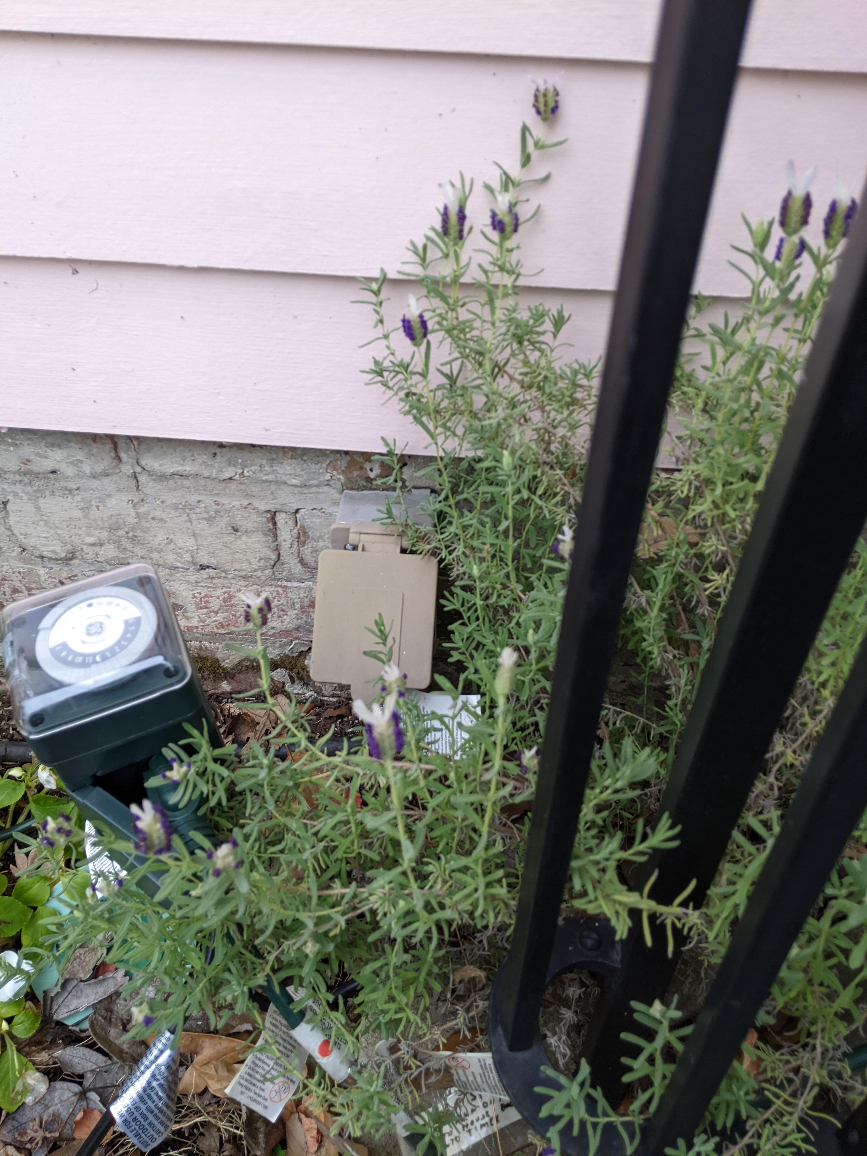 So does anyone know why my lavender is blooming in January? r