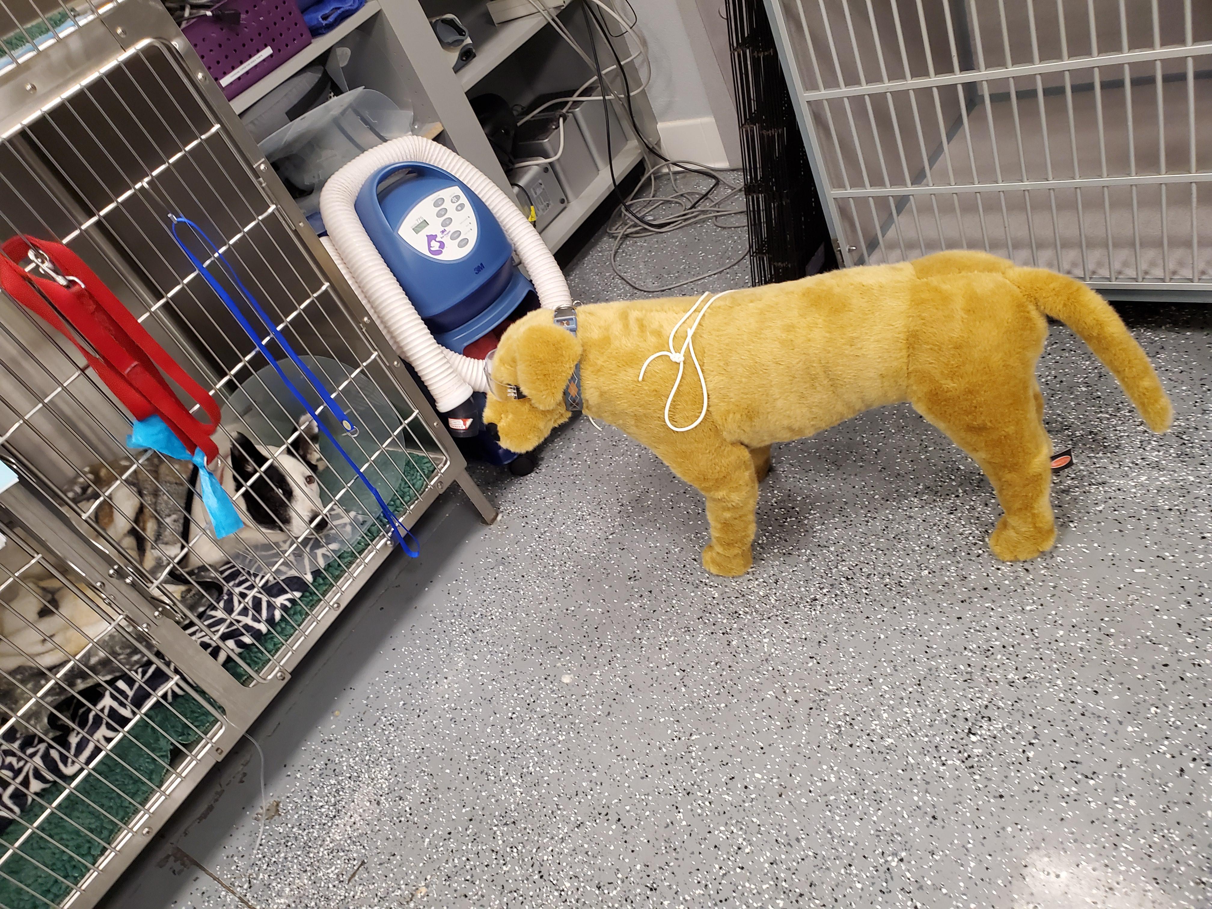 A sick dog at my work was really upset being in a kennel by himself and