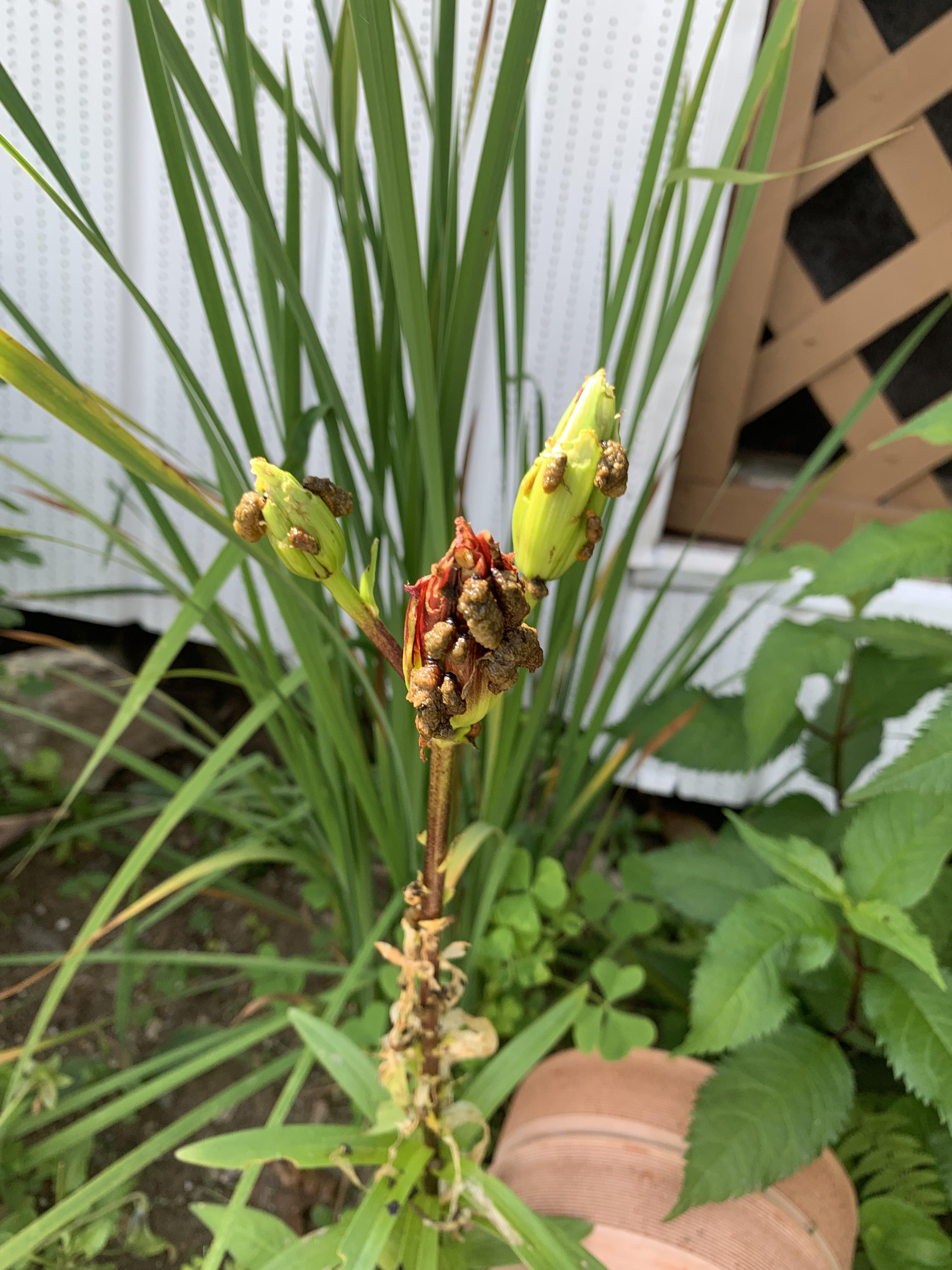 What is eating my lilies? r/whatsthisbug