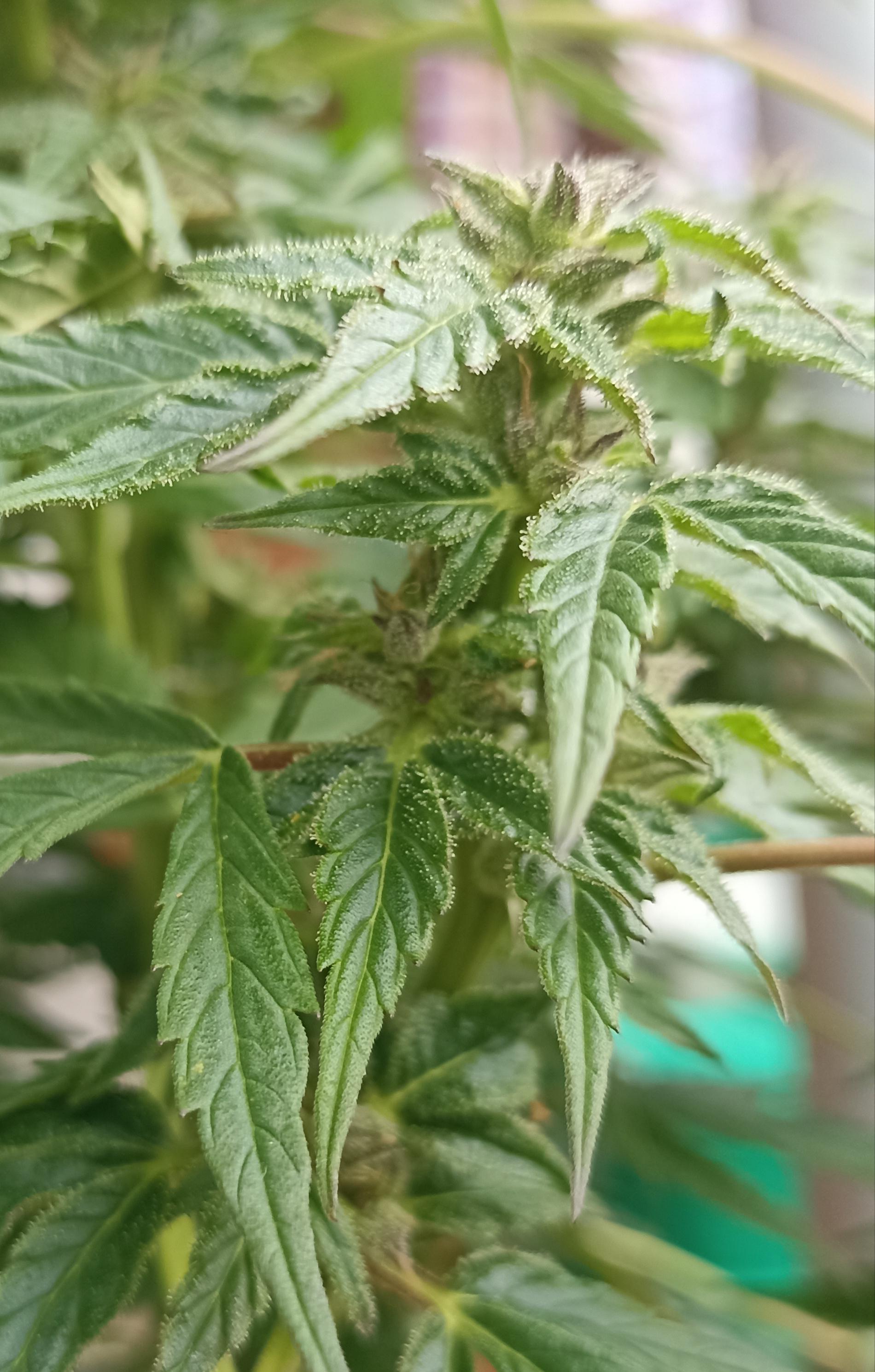 My plant has no flowers r/Autoflowers