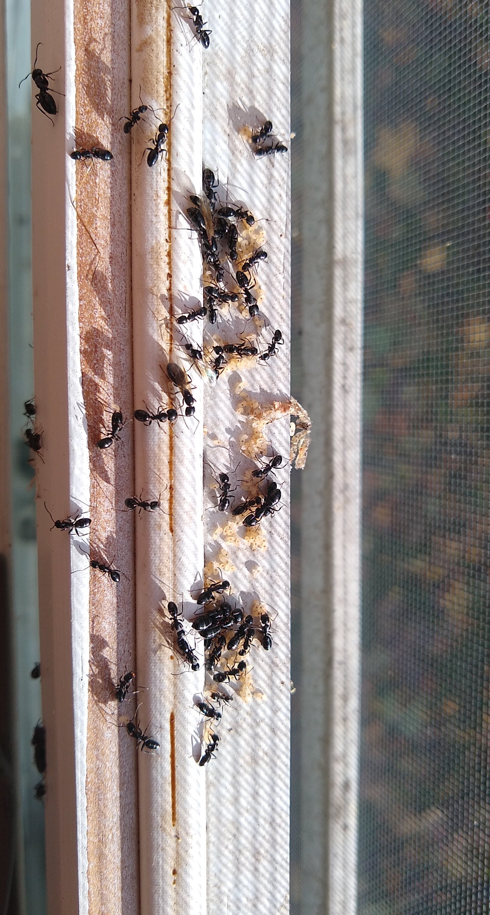 Just found ants living in the top of my window sill in the mudroom