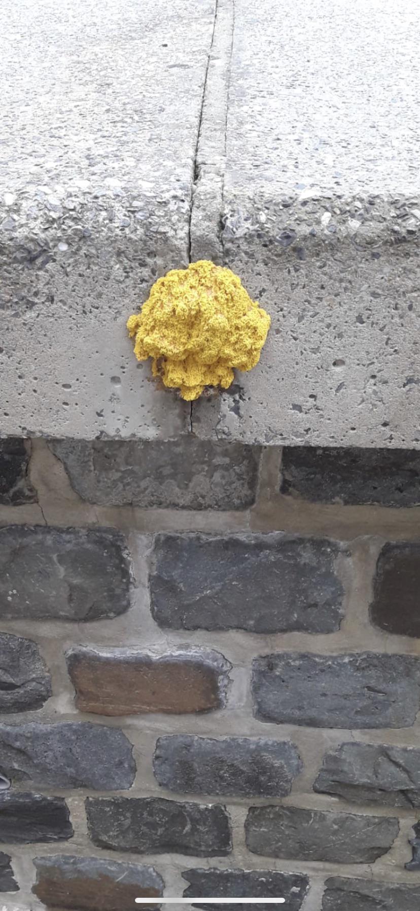 Found this yellow slime on both side of my walls.... saw the same slime 3 years ago in my garden