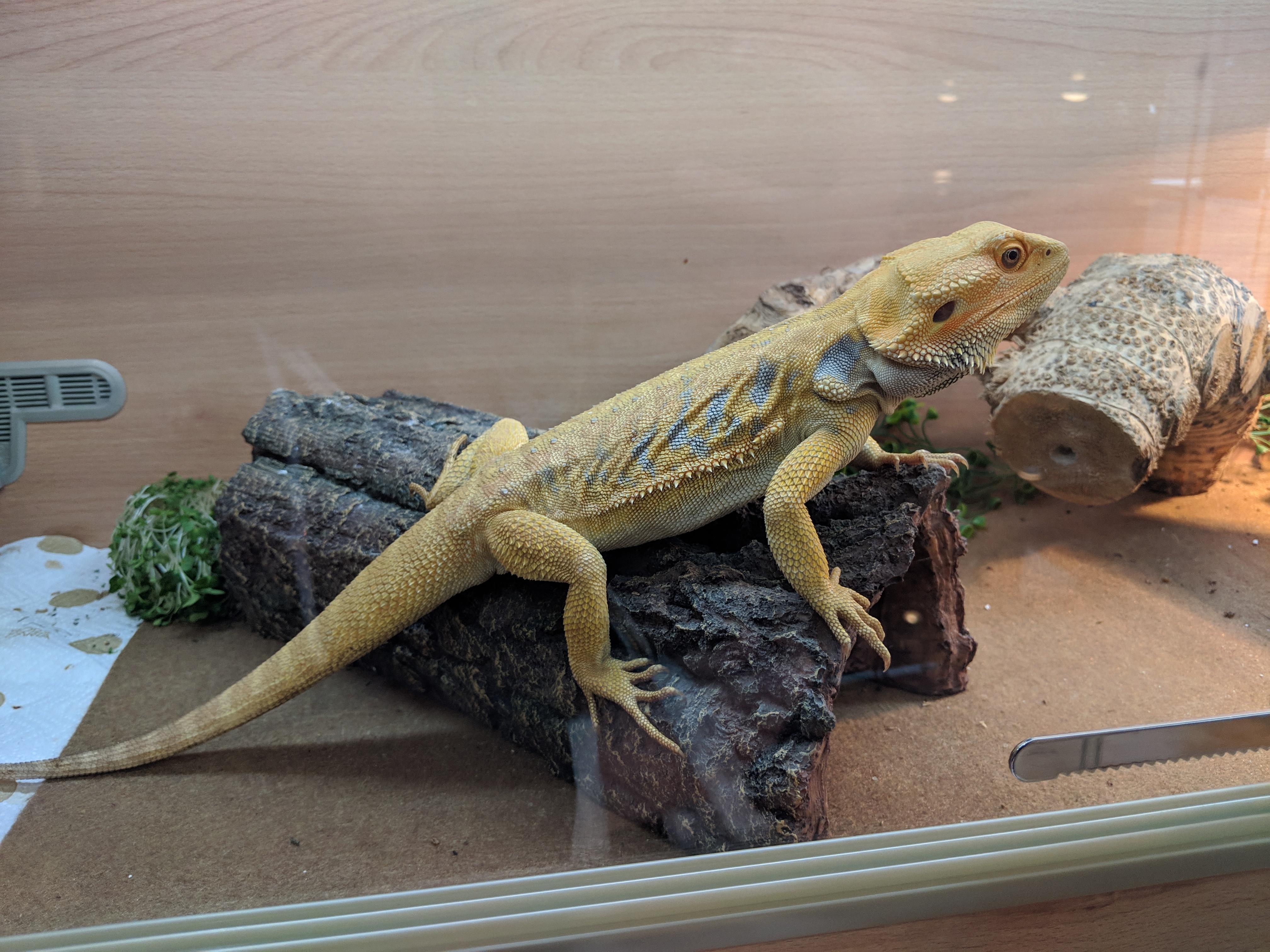 Spotted at my local reptile shop, I fell in love with that blue! r
