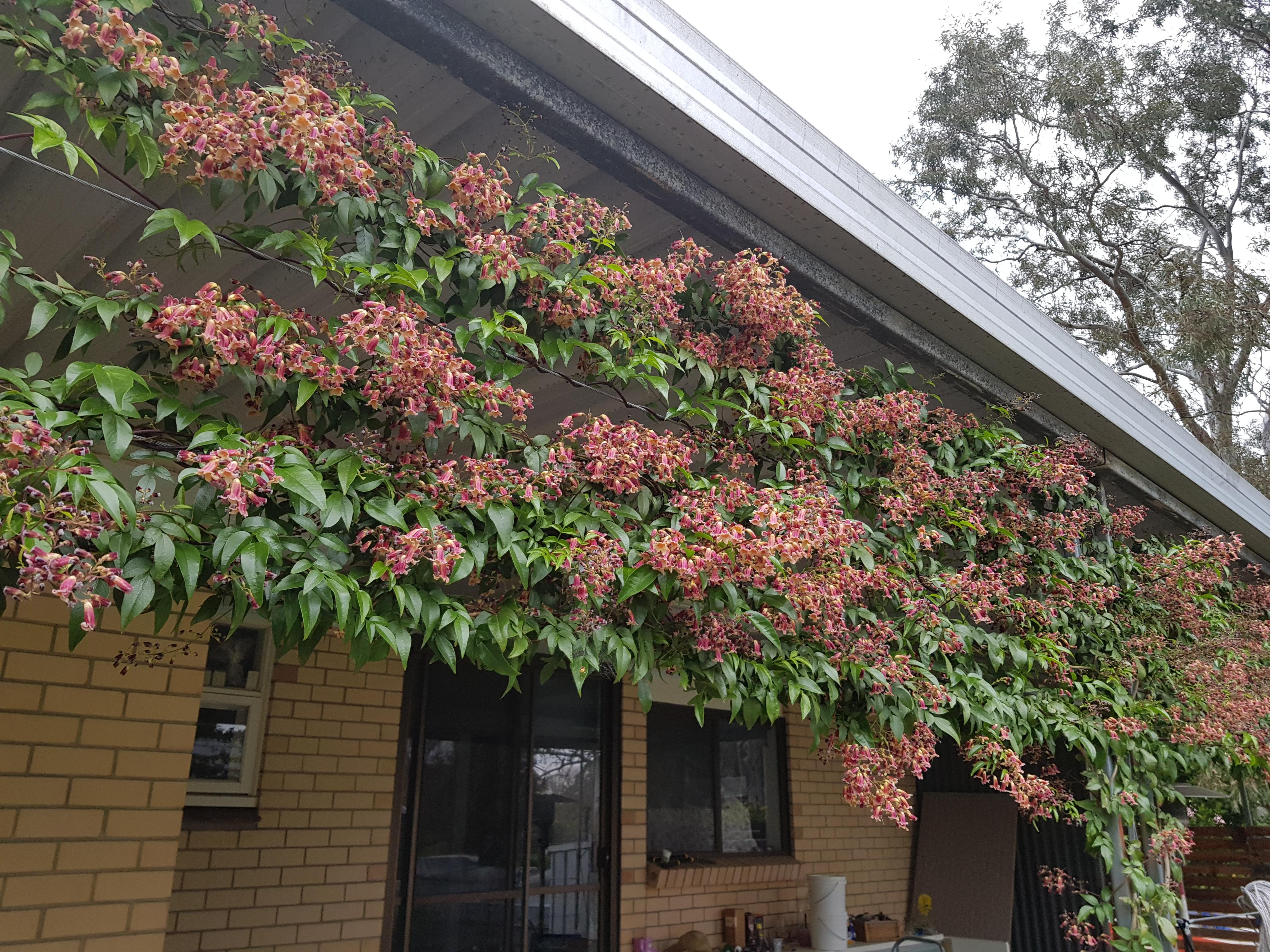 My Wonga Wonga vine in full flower for the first time. Very happy with