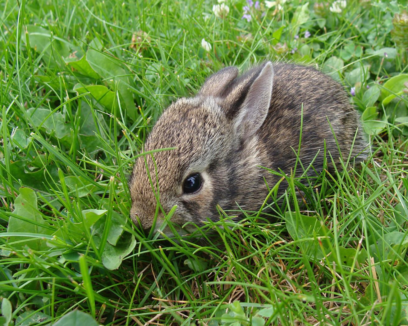 Wild baby bunnies are the cutest r/aww