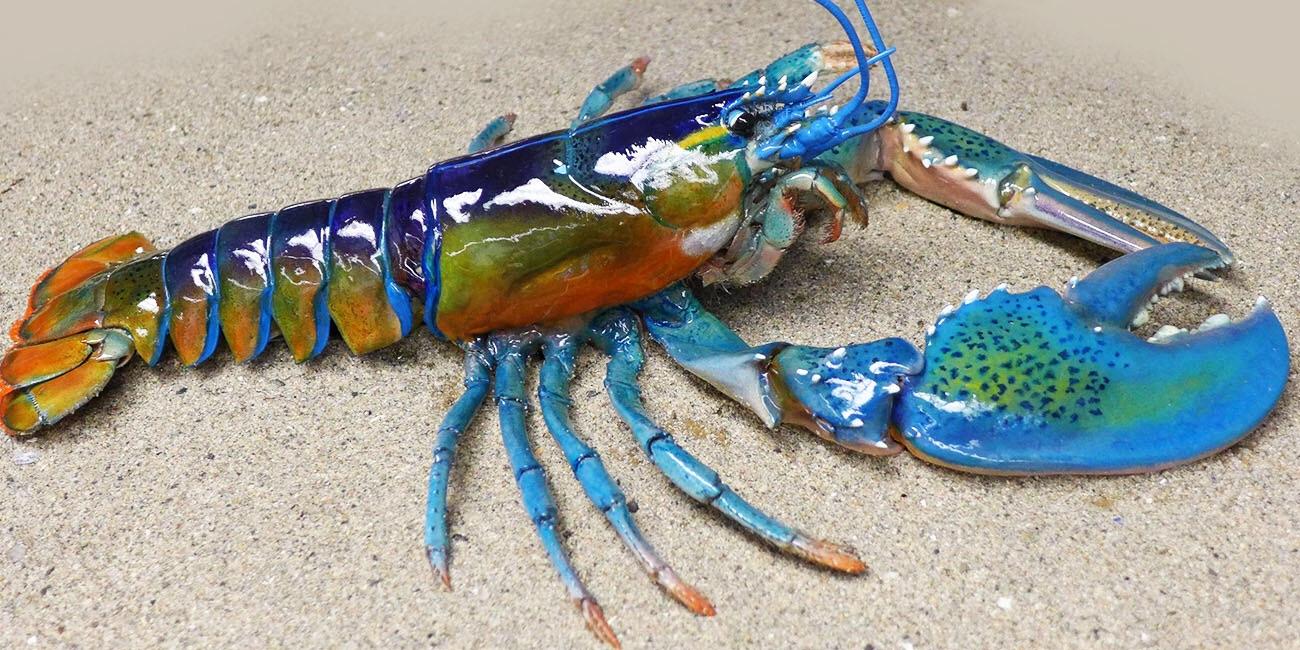 Rainbow lobster is 🔥 as fuck r/NatureIsFuckingLit