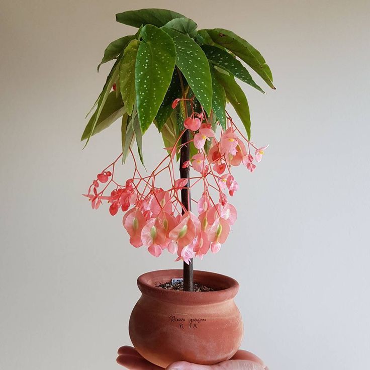 Found this angel wing begonia cultivar on the Begonia